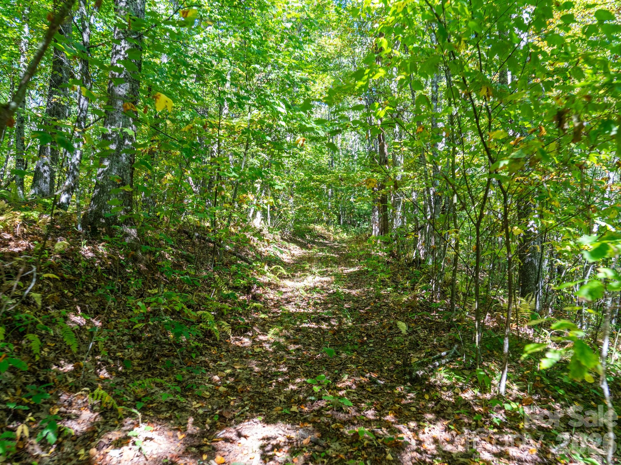 One of many old logging roads on property perfect for hiking or 4x4 adventures - 00 Orion Davis Road, Waynesville