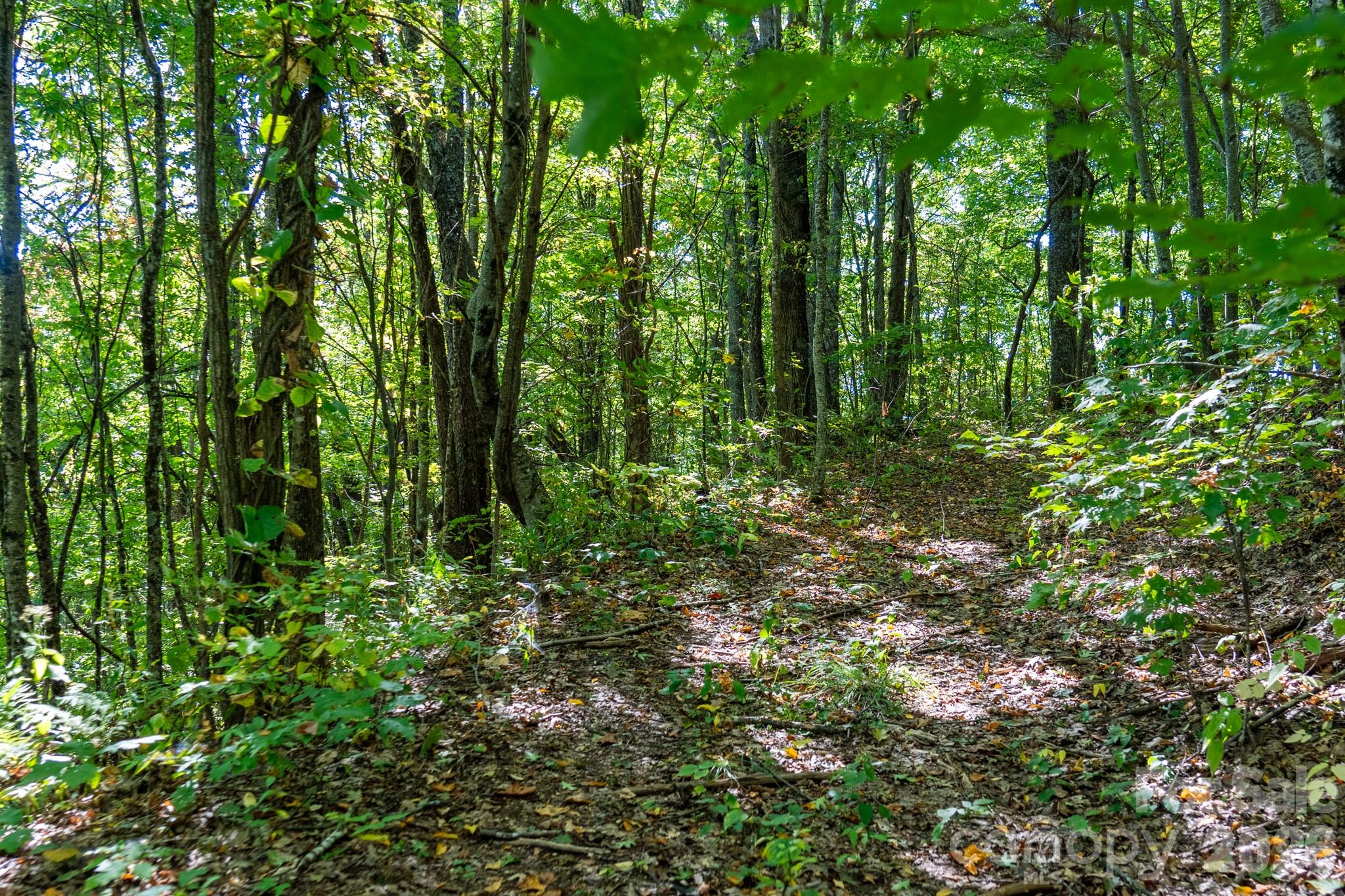 One of many old logging roads on property perfect for hiking or 4x4 adventures - 00 Orion Davis Road, Waynesville
