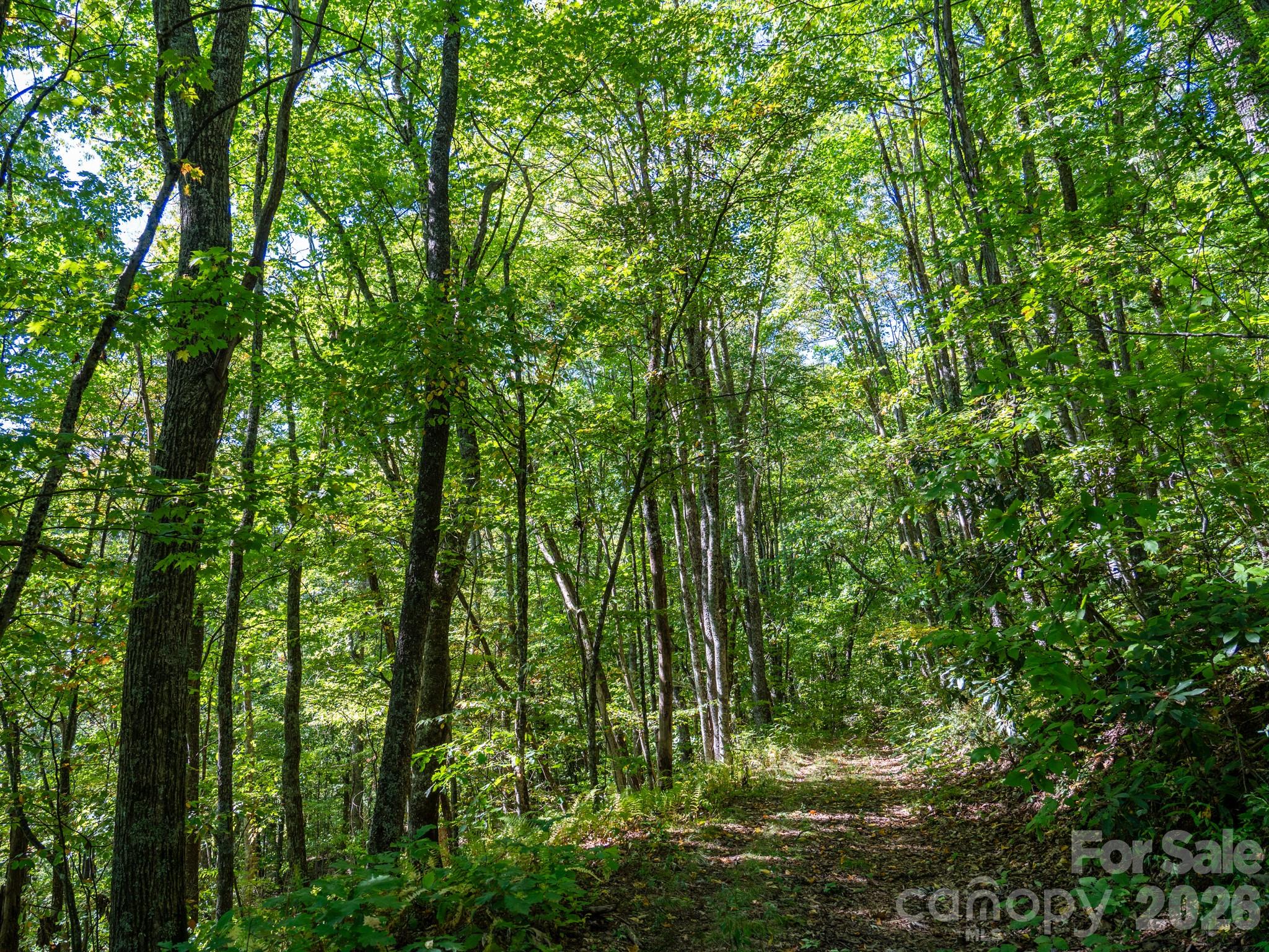 One of many old logging roads on property perfect for hiking or 4x4 adventures - 00 Orion Davis Road, Waynesville