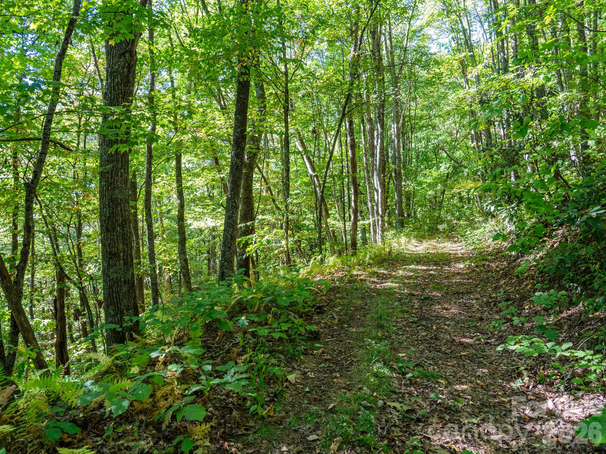 One of many old logging roads on property perfect for hiking or 4x4 adventures - 00 Orion Davis Road, Waynesville