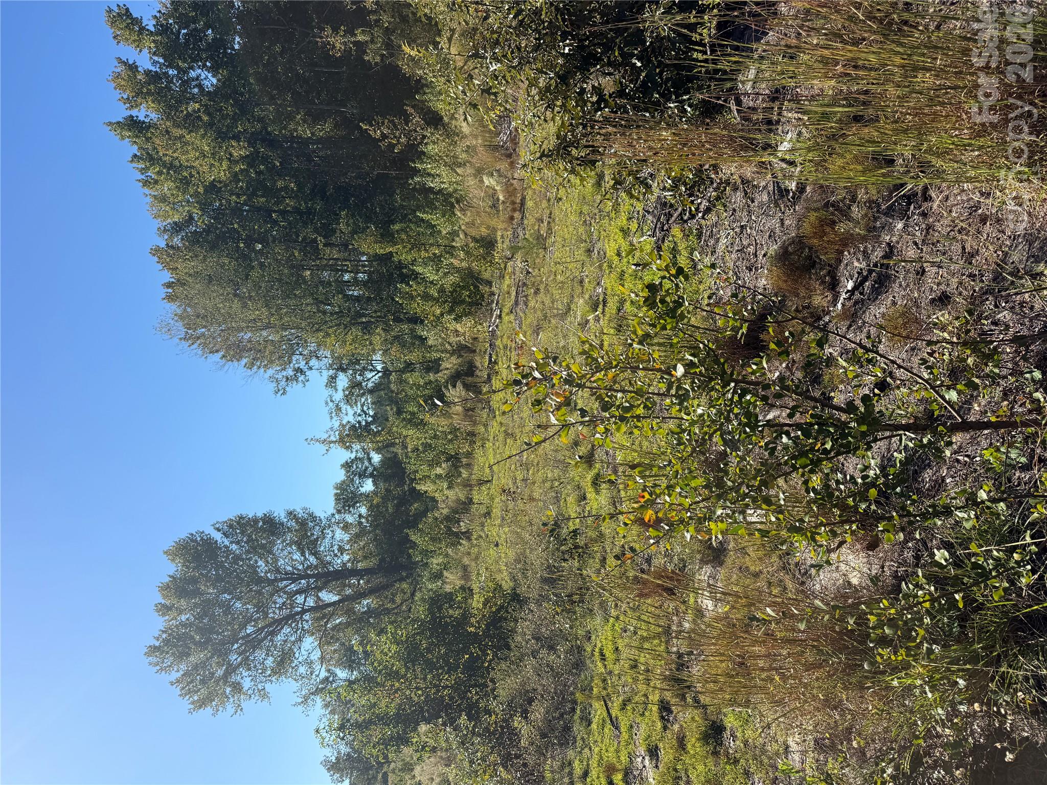 Acreage at TBD Rock House Road, Mount Croghan, photo 4 of 5