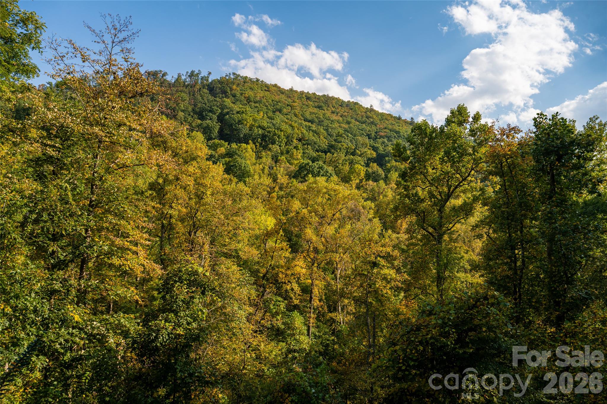 Watch the leaves change - 364 Lynn Cove Road, Asheville