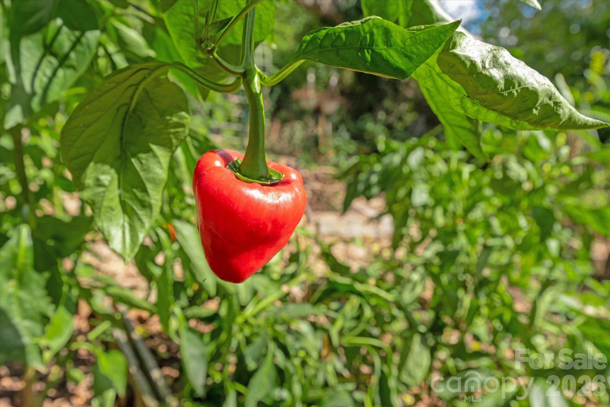 I spy a pepper plant. - 233 Florence Street, Rock Hill