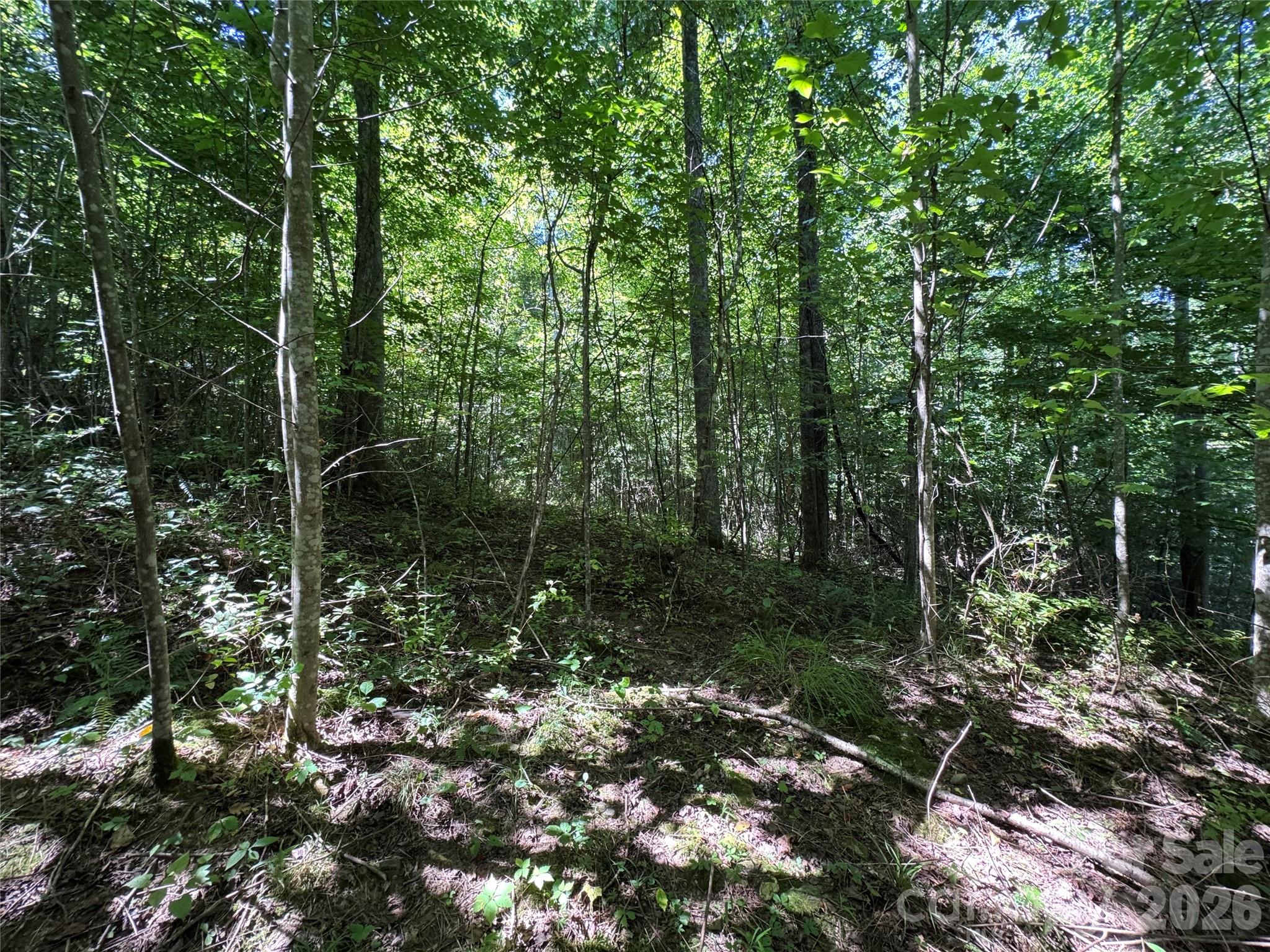 Acreage at 300 ± Acres Upper Flat Creek Road, Weaverville, photo 8 of 47