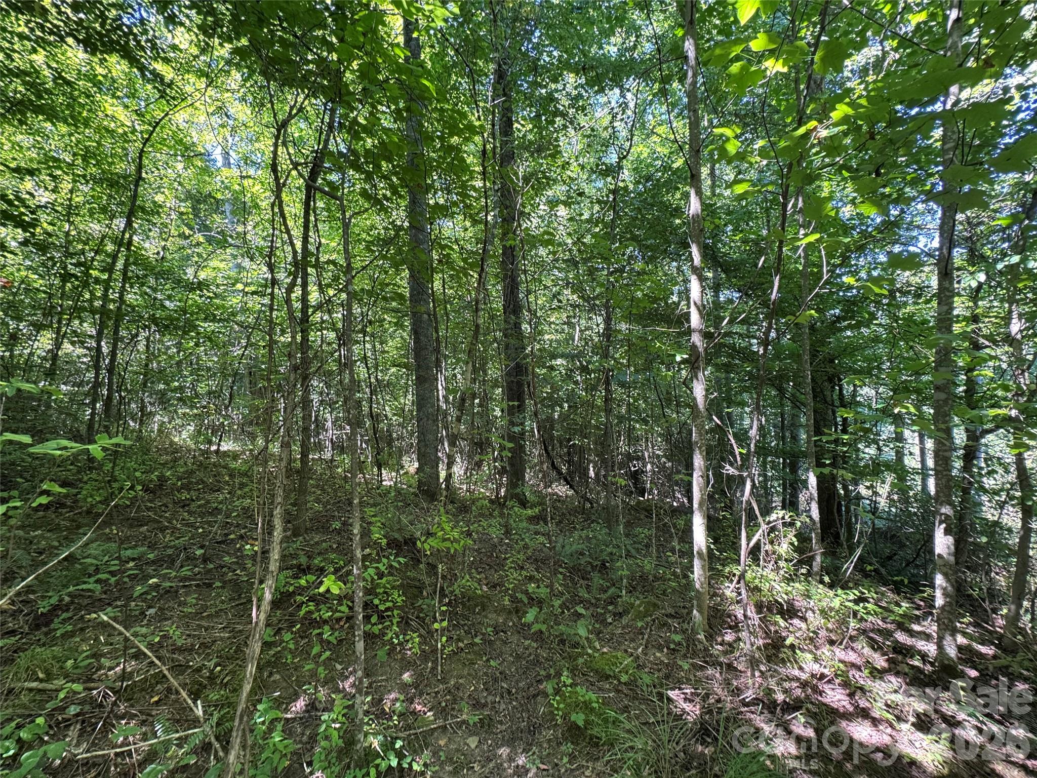 Acreage at 300 ± Acres Upper Flat Creek Road, Weaverville, photo 35 of 47