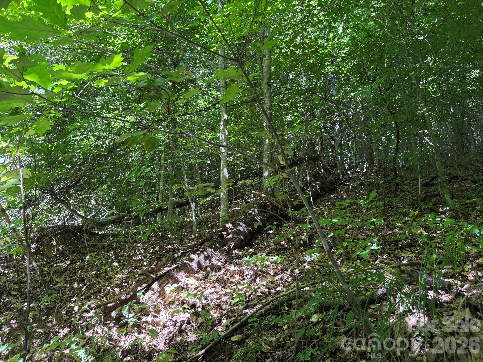 Acreage at 101 ± Acres Timbersong Drive, Weaverville, photo 14 of 39
