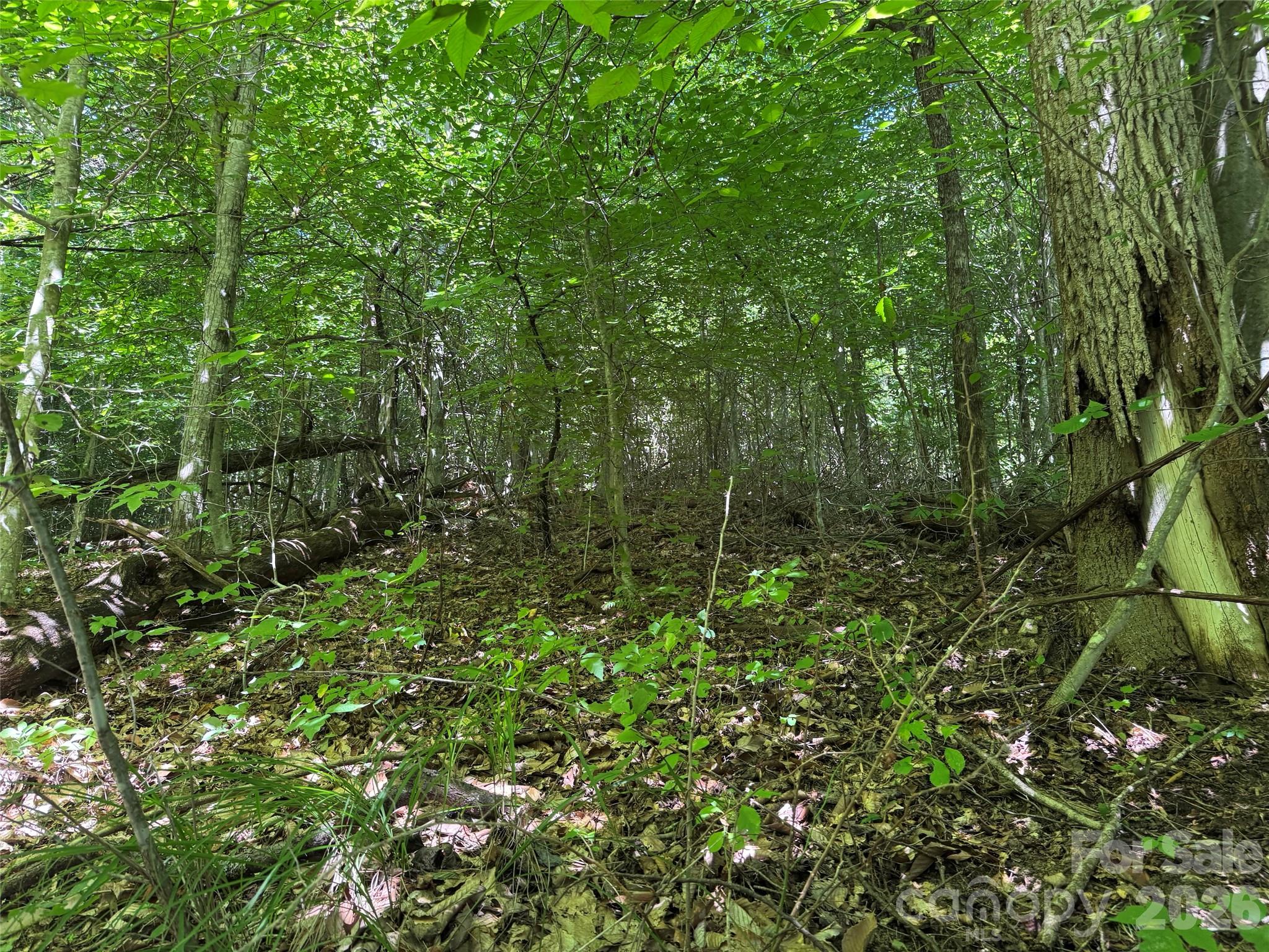 Acreage at 101 ± Acres Timbersong Drive, Weaverville, photo 17 of 39