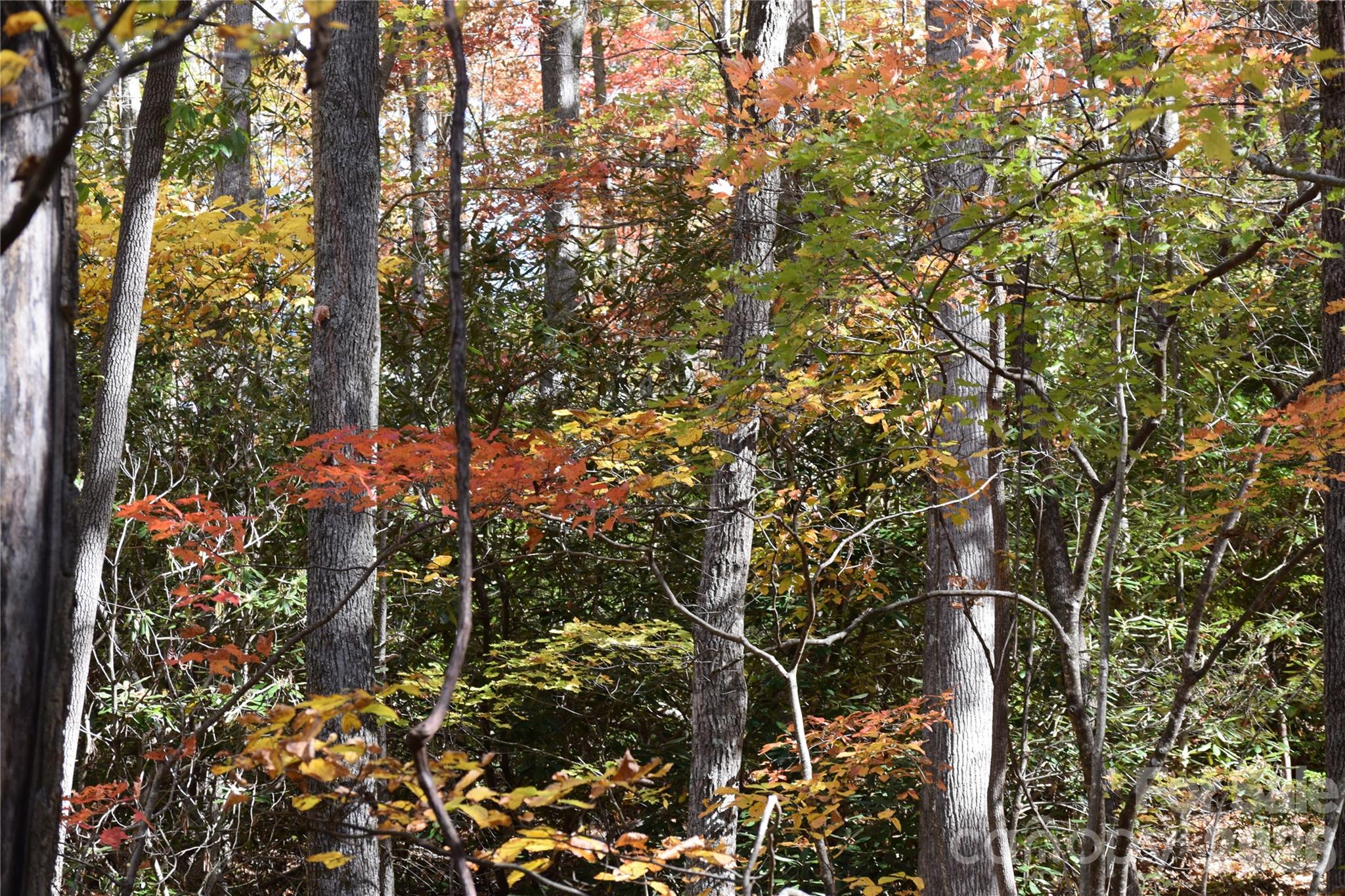 Fall on the property - TBD Clear Creek Road, Burnsville