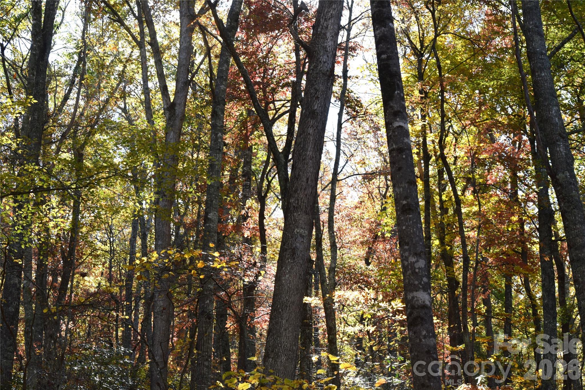 Fall on the property - TBD Clear Creek Road, Burnsville