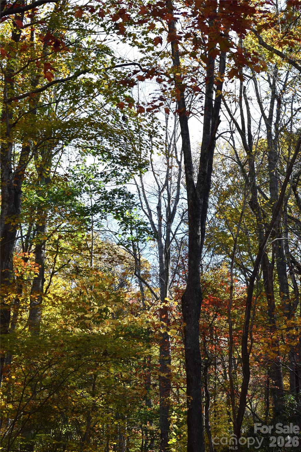 Fall on the property - TBD Clear Creek Road, Burnsville