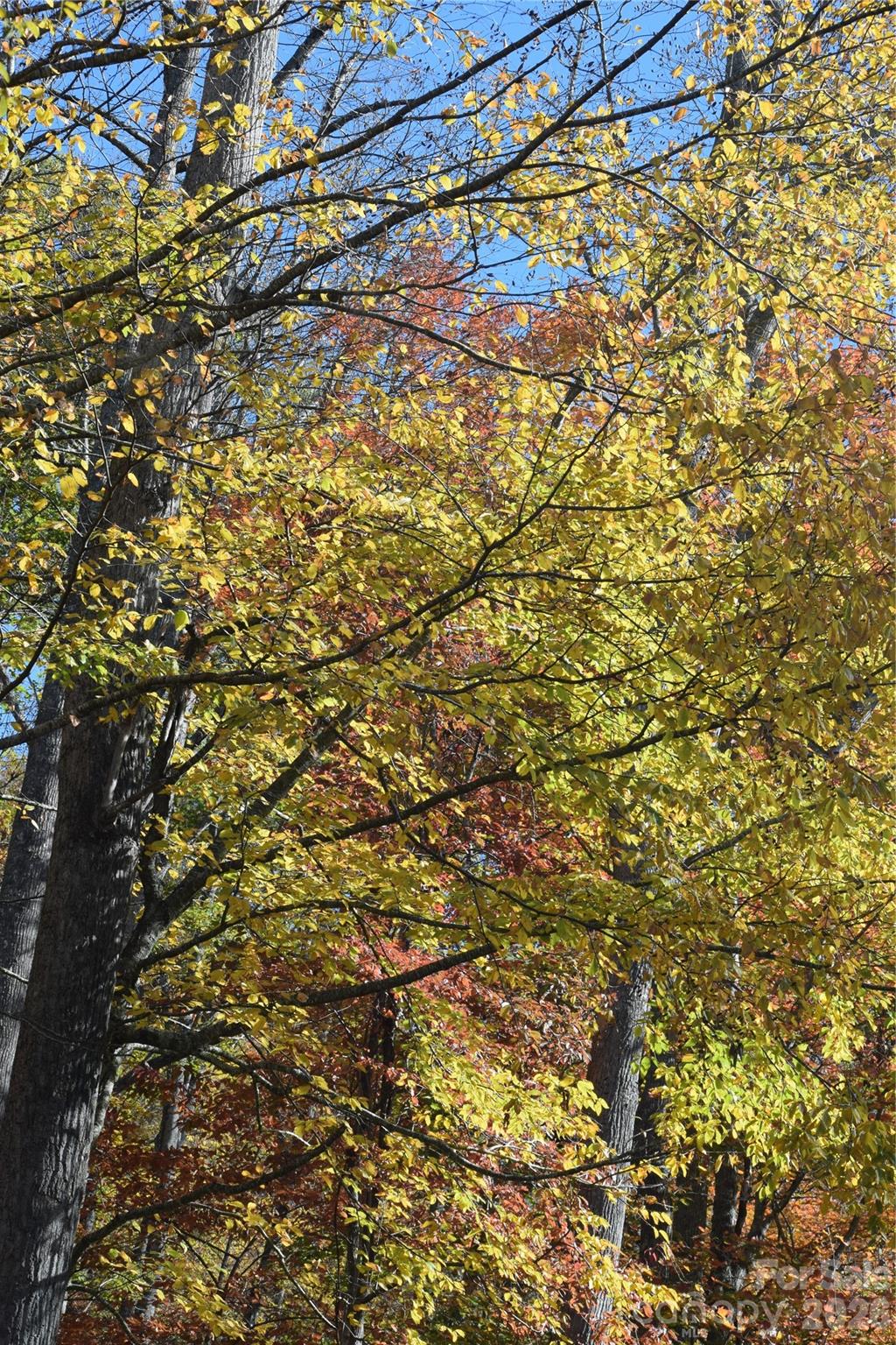 Fall on the property - TBD Clear Creek Road, Burnsville