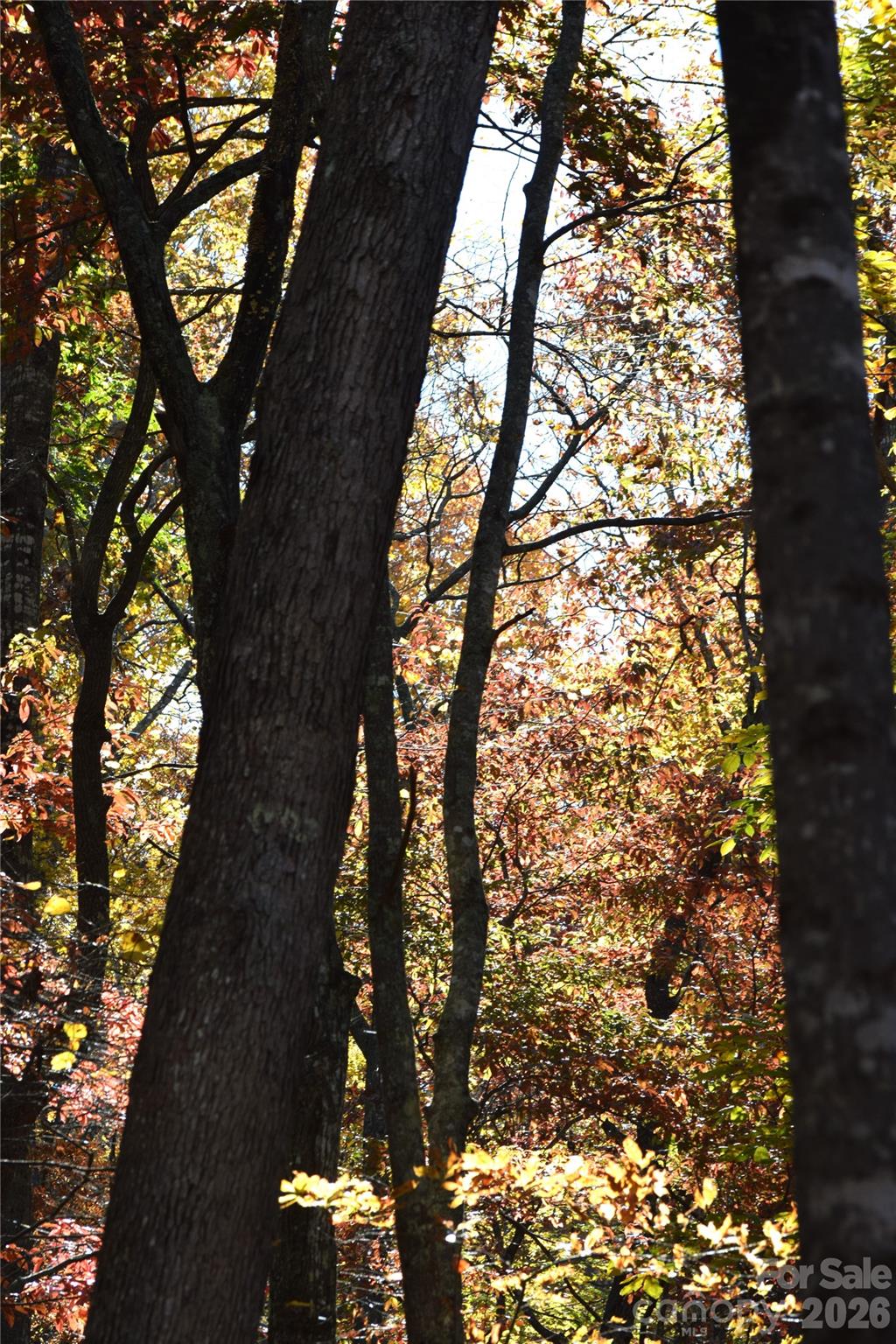 Fall 2025 on the property - TBD Clear Creek Road, Burnsville
