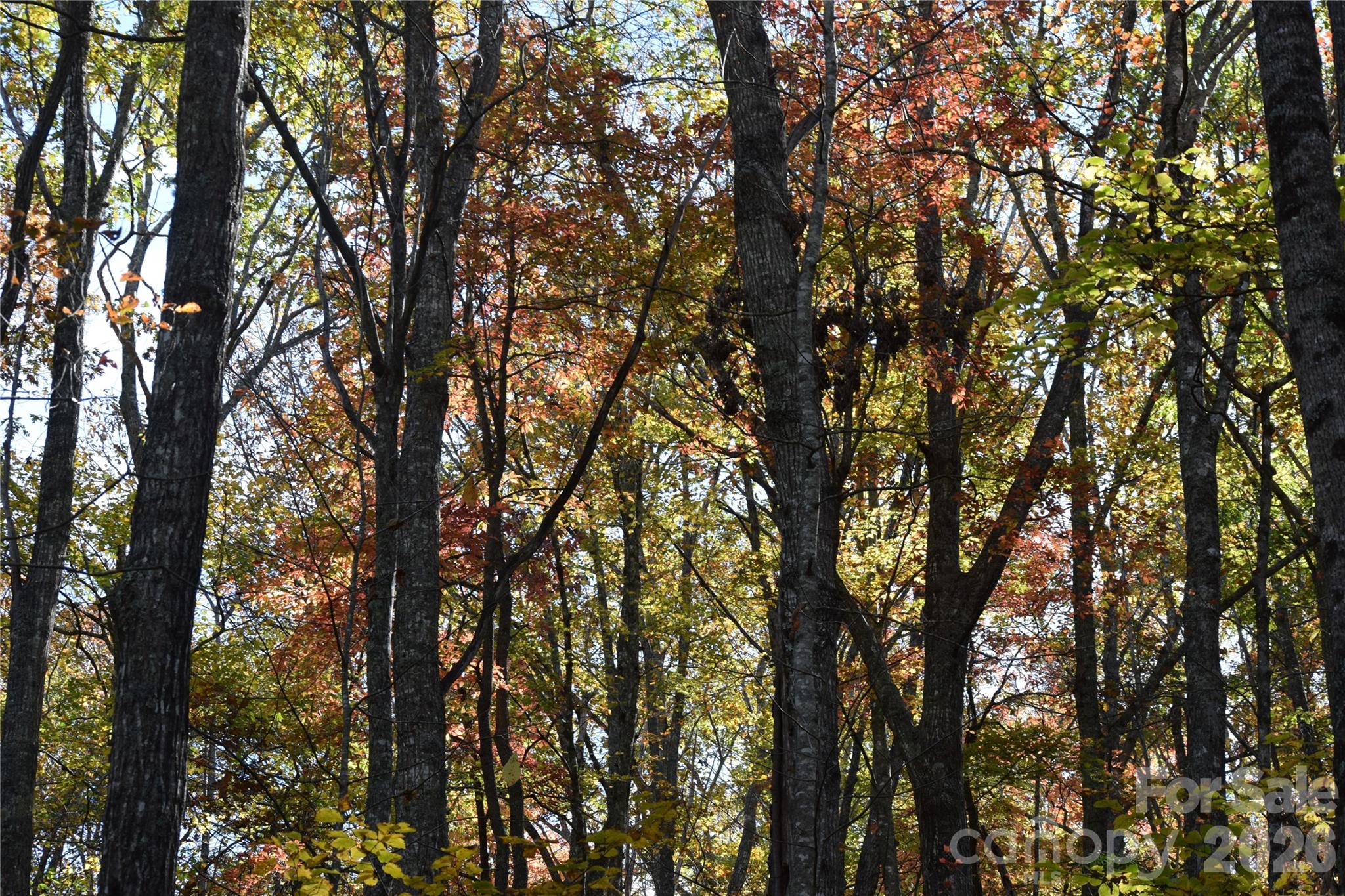 Fall 2025 on the property - TBD Clear Creek Road, Burnsville