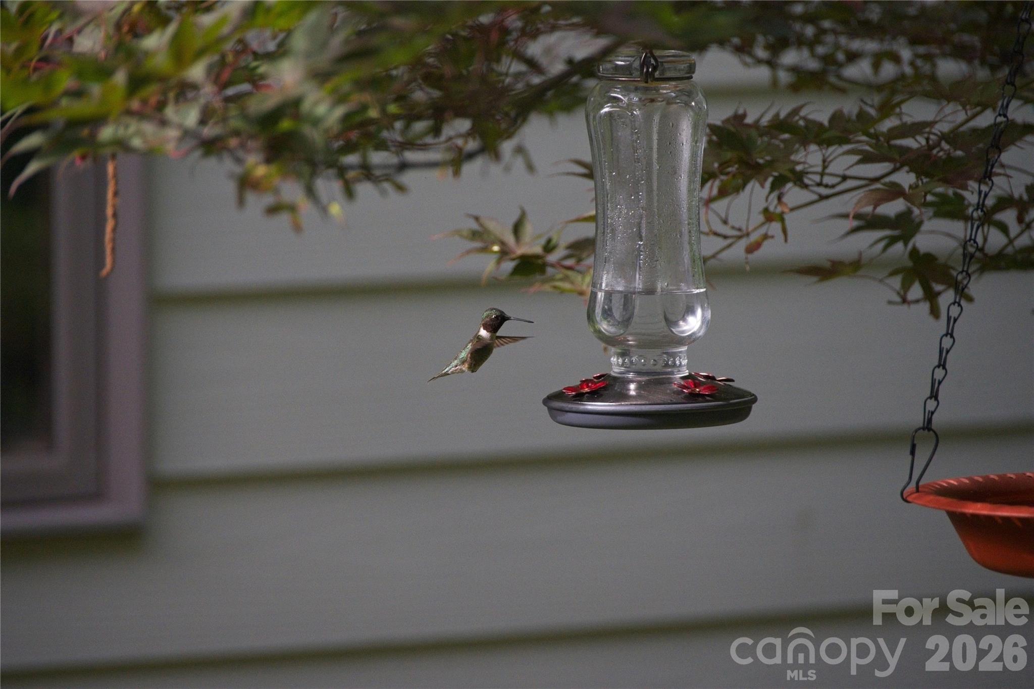 Humming Birds - 52 Oak Gate Drive, Hendersonville