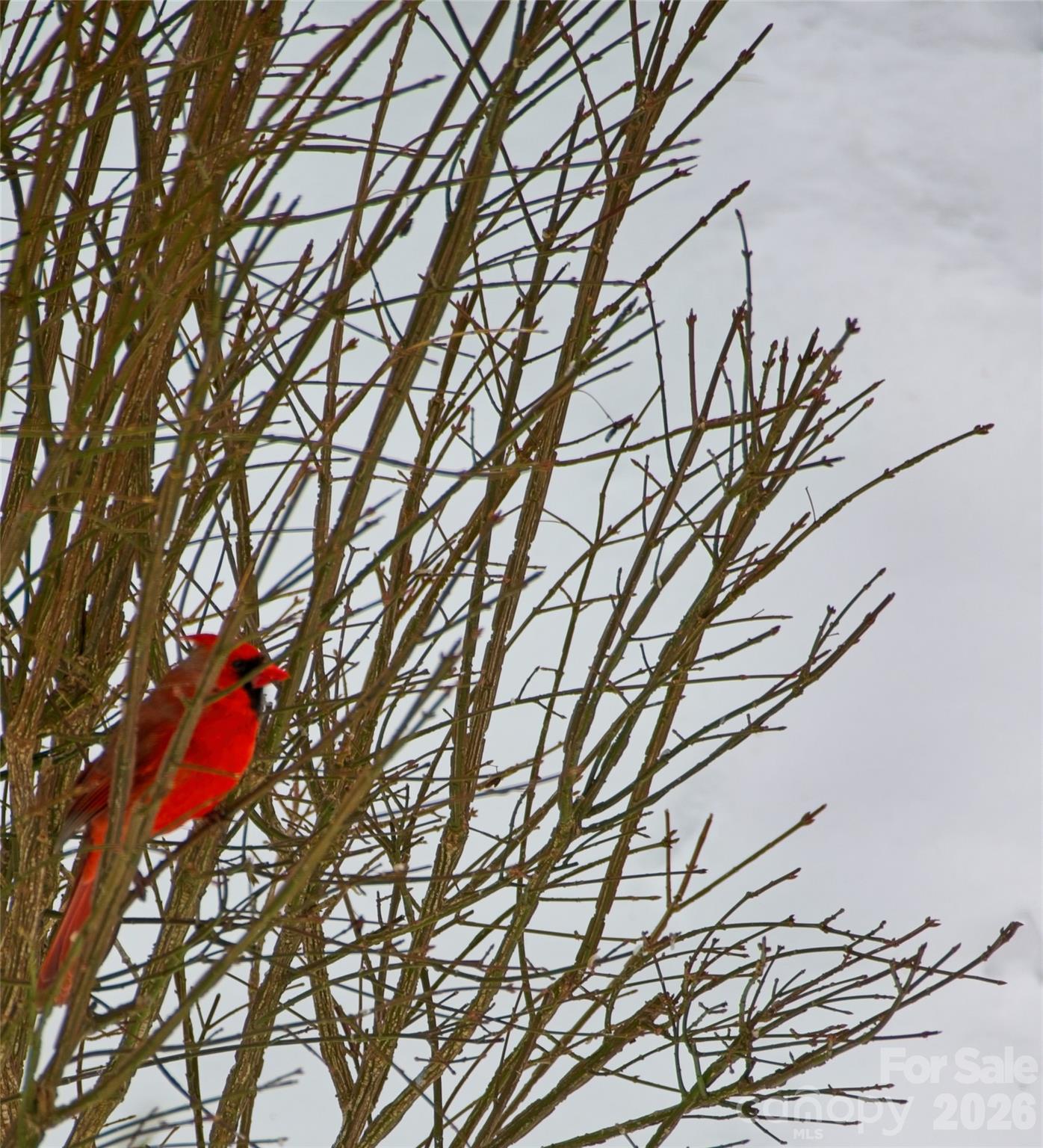 Red Cardinal - 52 Oak Gate Drive, Hendersonville