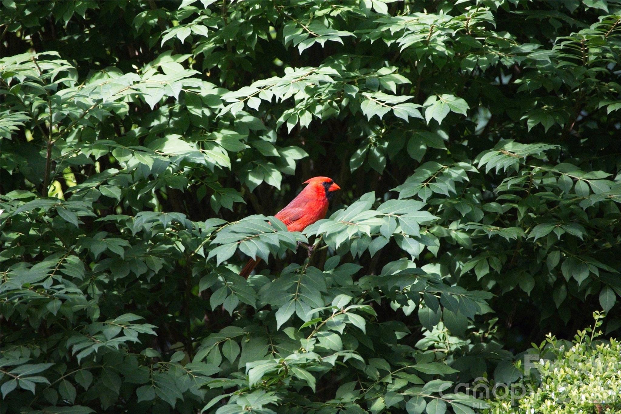 Red Cardinal - 52 Oak Gate Drive, Hendersonville