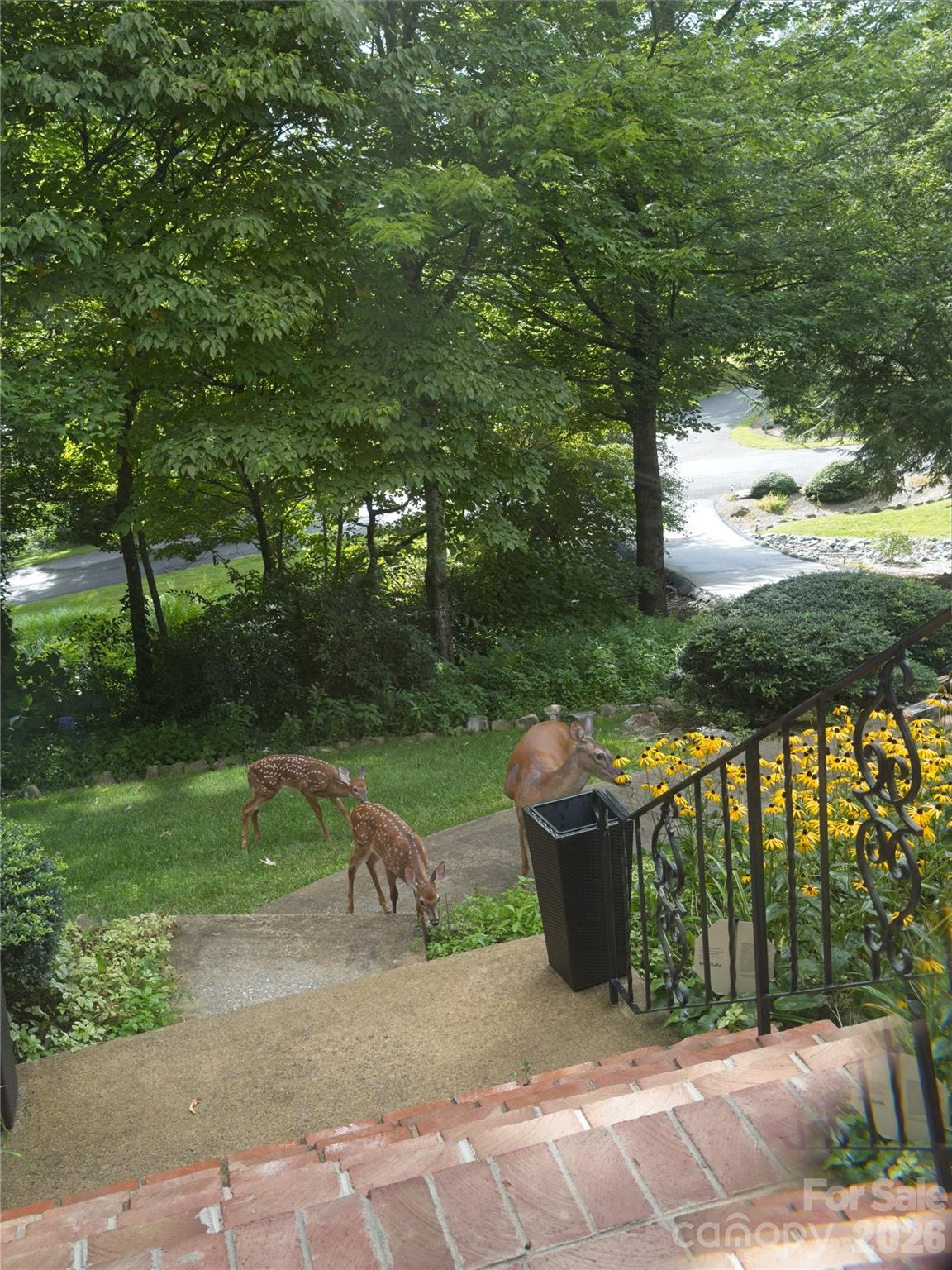 Local Deer - 52 Oak Gate Drive, Hendersonville