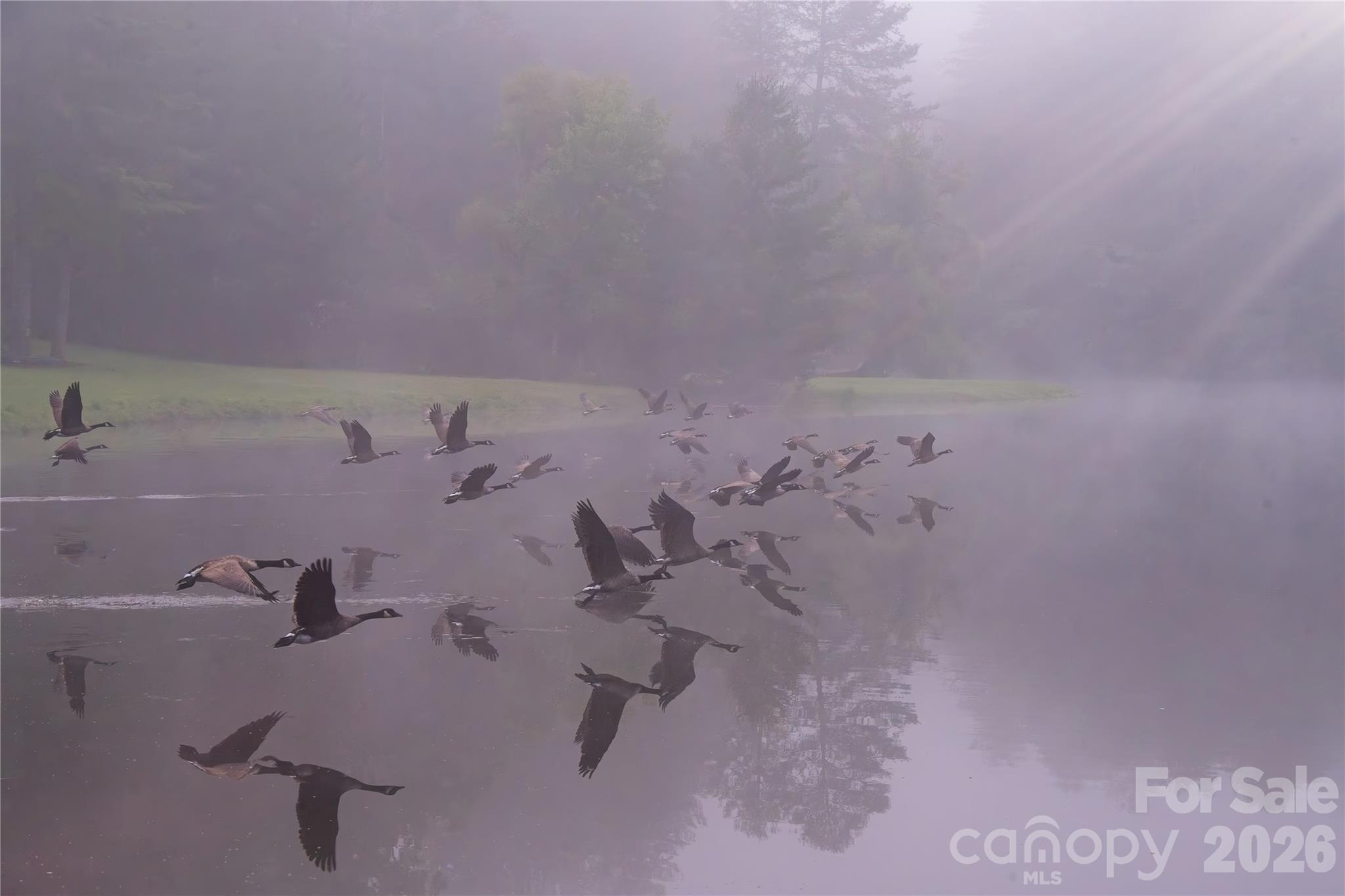 Geese on the lake - 52 Oak Gate Drive, Hendersonville