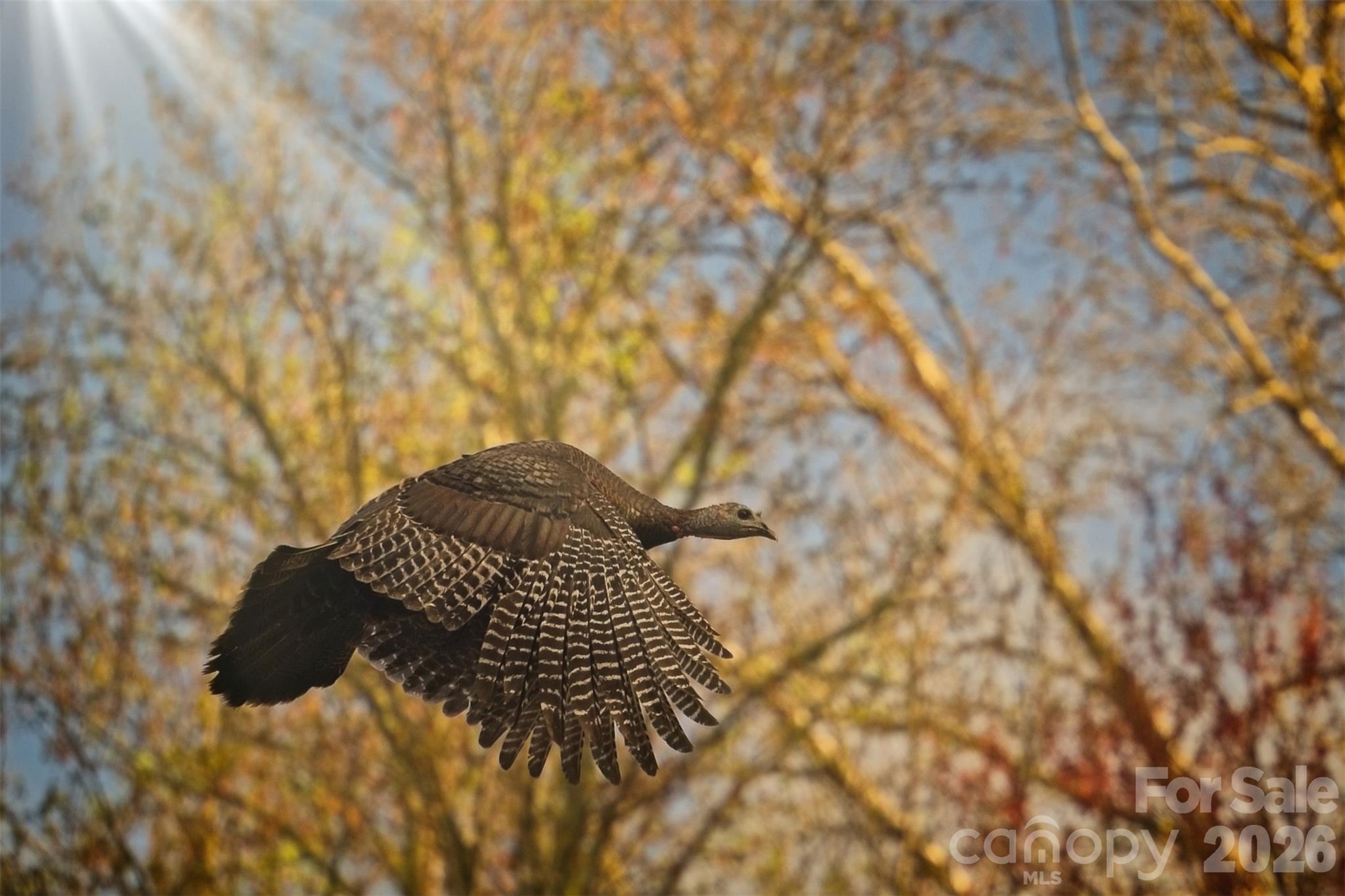 Local Wildlife - 52 Oak Gate Drive, Hendersonville