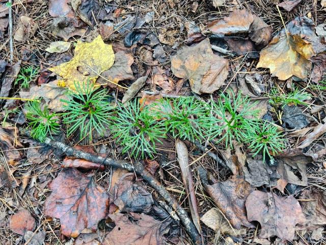 Acreage at 9999 Old Little Mountain Road, Pisgah Forest, photo 5 of 32