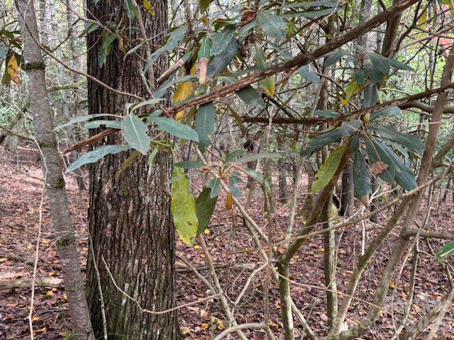 Acreage at TBD Old Little Mountain Road, Pisgah Forest, photo 24 of 33