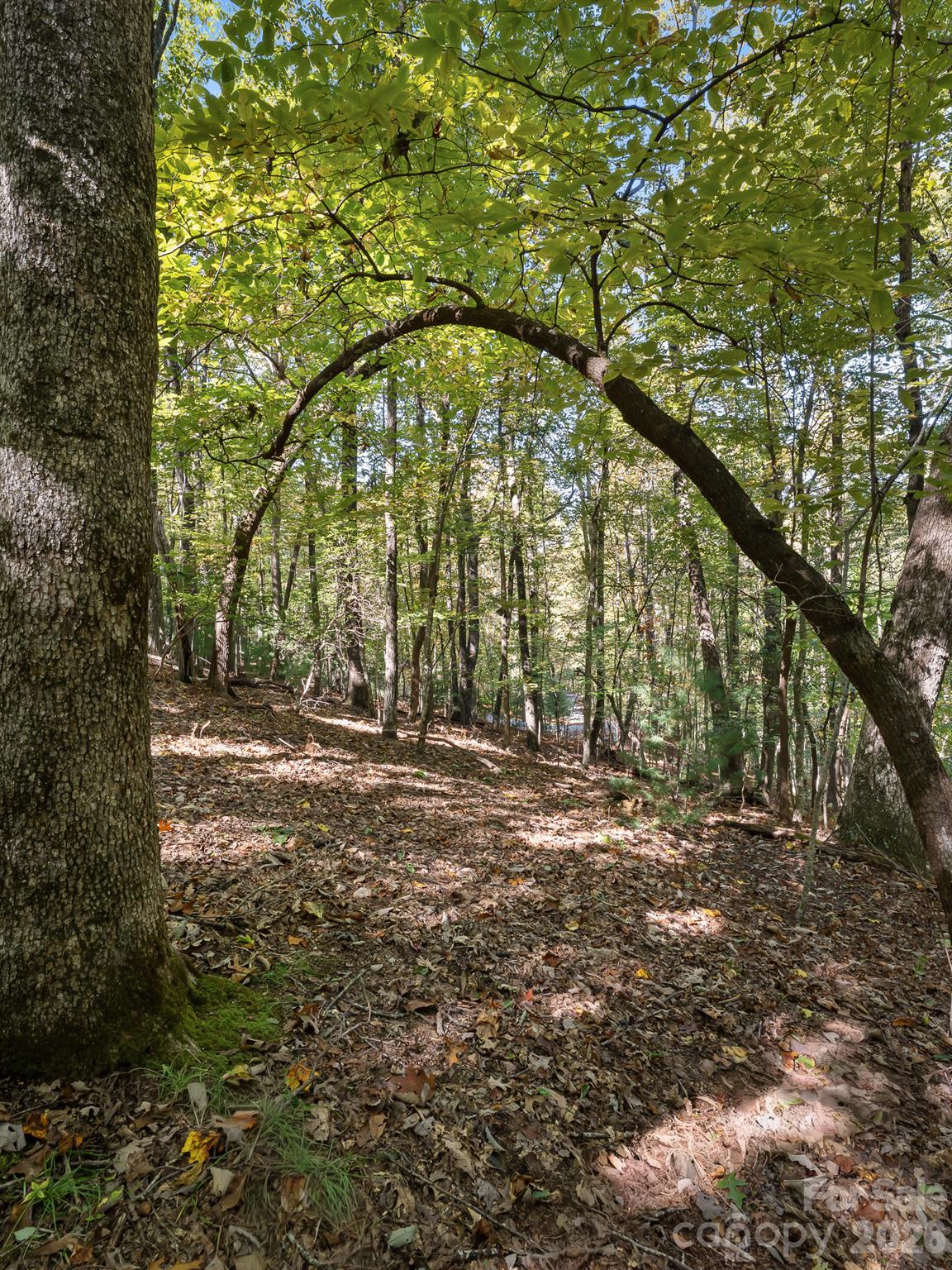 Lot at Lot 15 Spanish Oak Drive, Cedar Mountain, photo 10 of 19