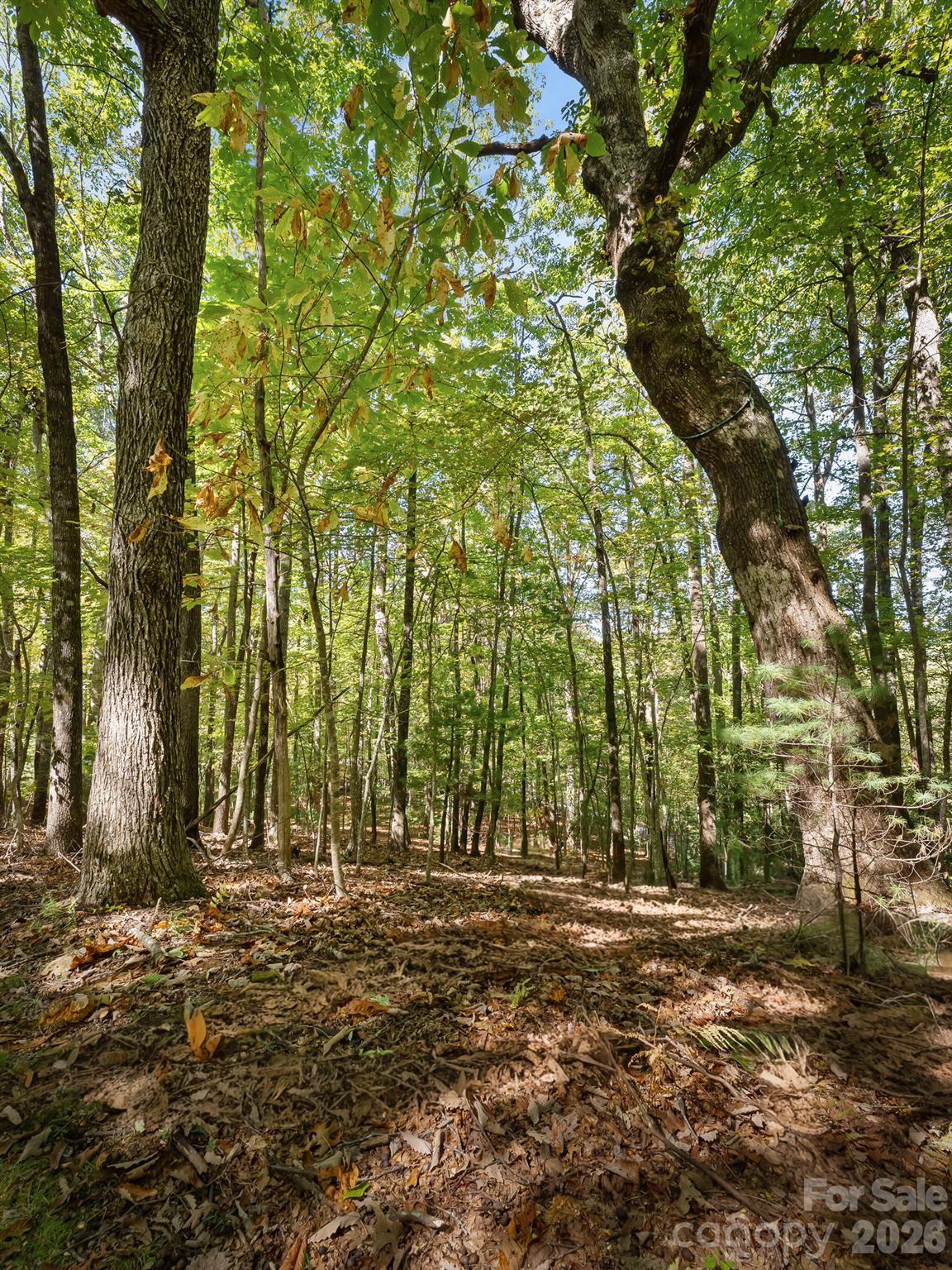 Lot at Lot 15 Spanish Oak Drive, Cedar Mountain, photo 13 of 19