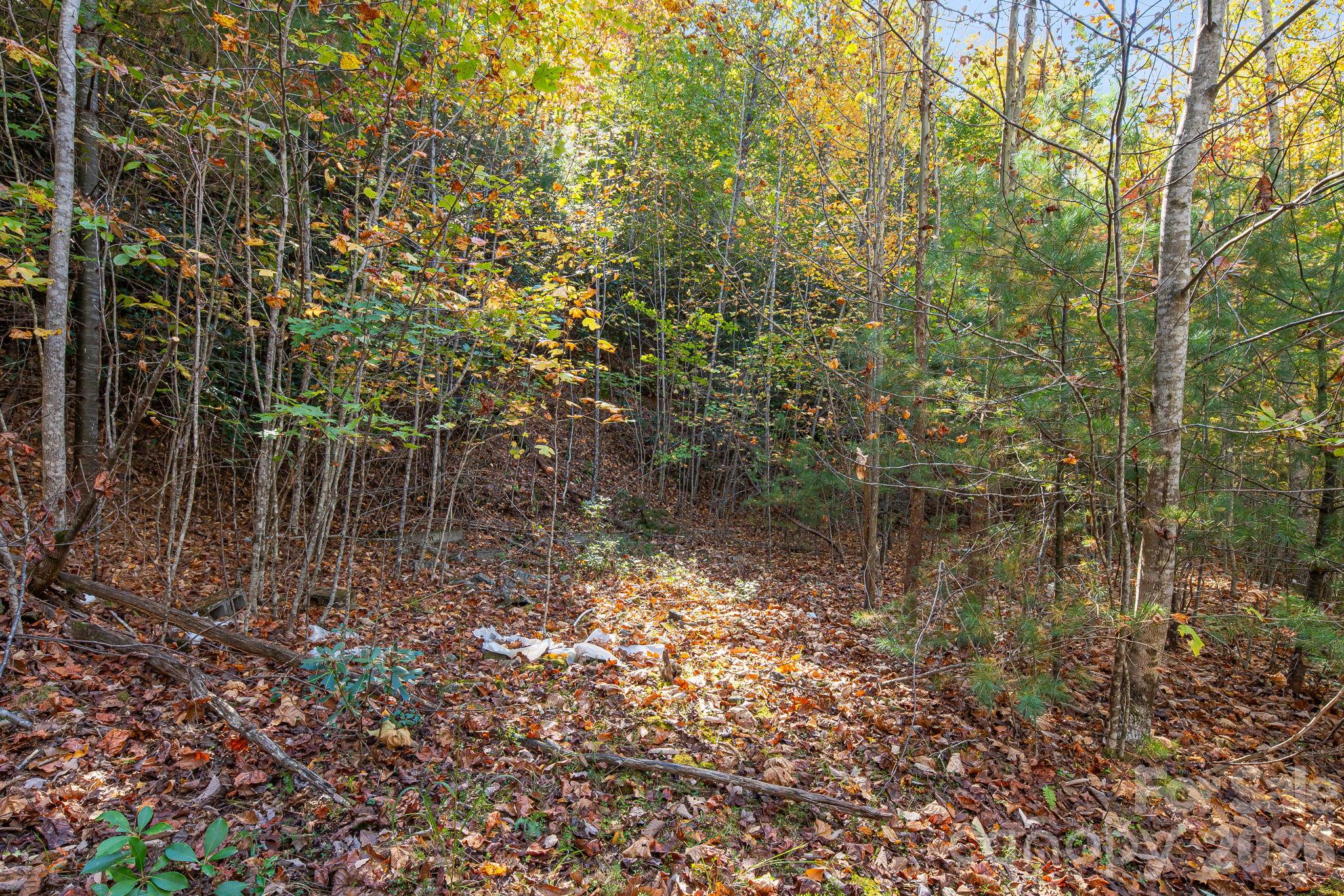 Former homesite with immature trees and vegetation. - 20 Santeelah Drive, Candler