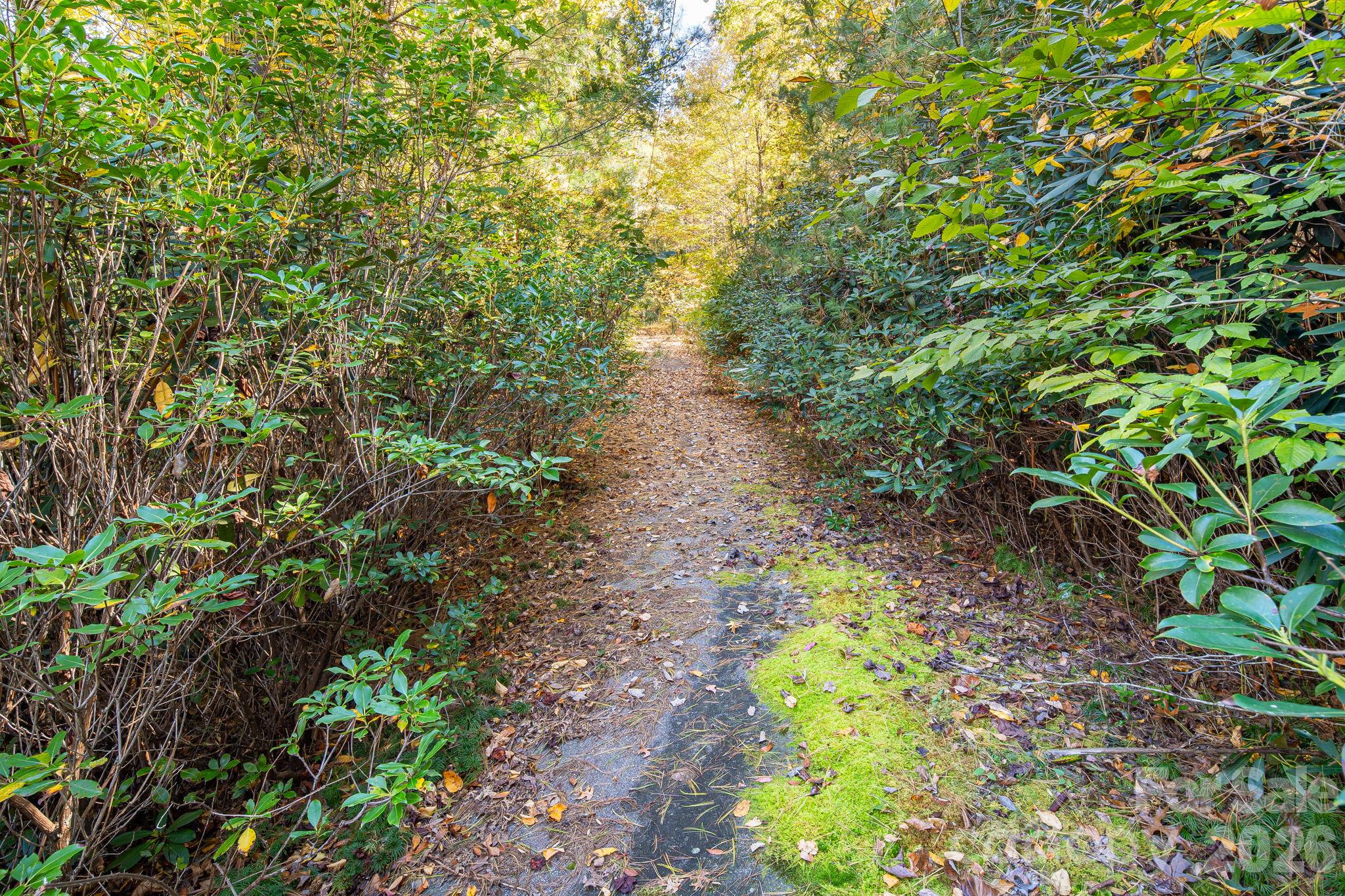 Lush vegetation with native Rhododendron and flora species. - 20 Santeelah Drive, Candler