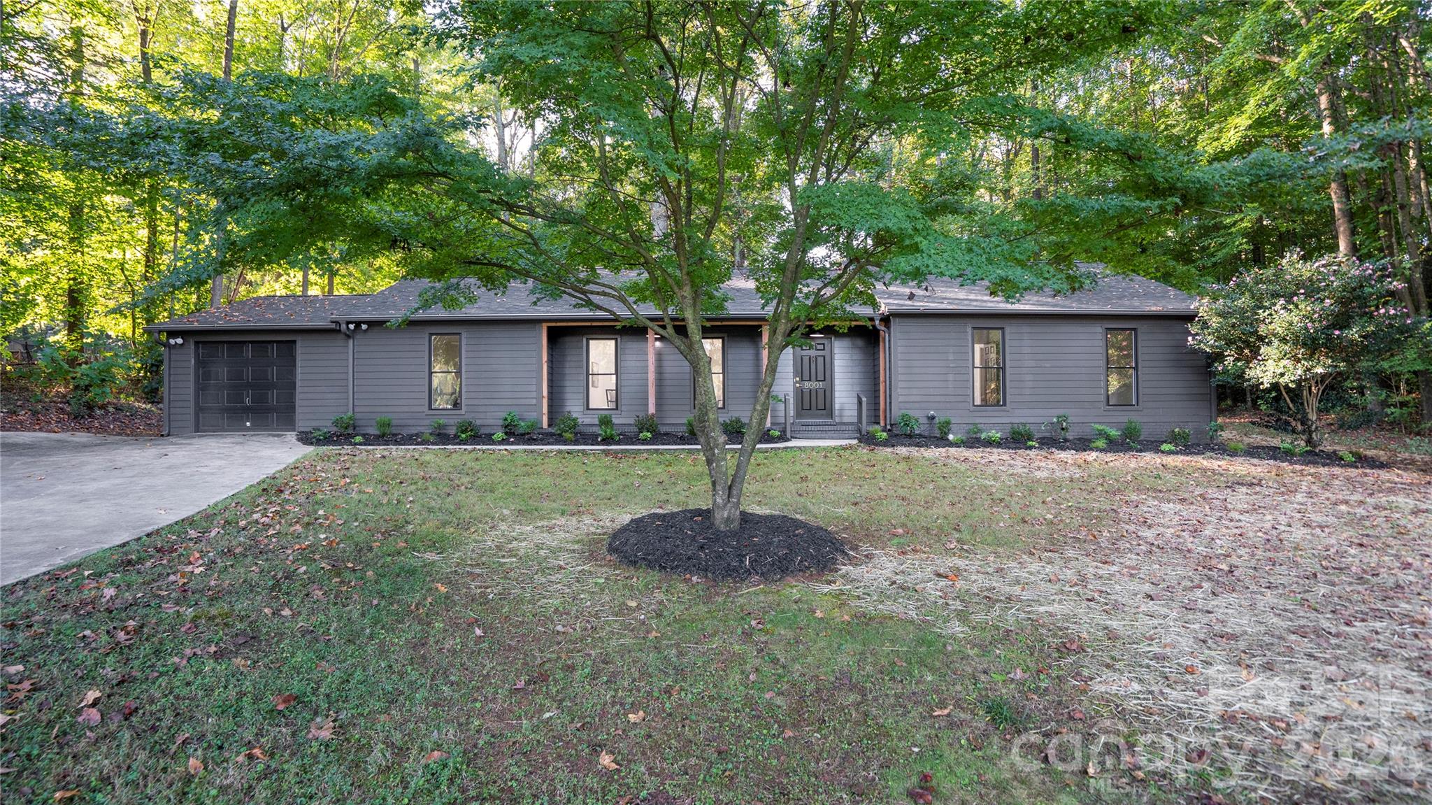 Gorgeous Japanese Maple and Blooming Camellia Steal the Show in the Front Yard - 8001 Saddlehorse Lane, Charlotte