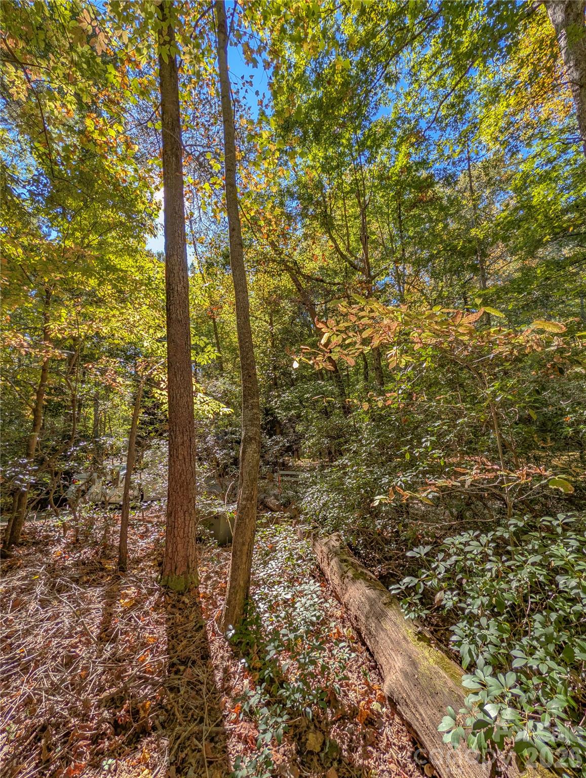 Abundant Mtn Laurel and hardwoods - 0 E Wilderness Road, Lake Lure