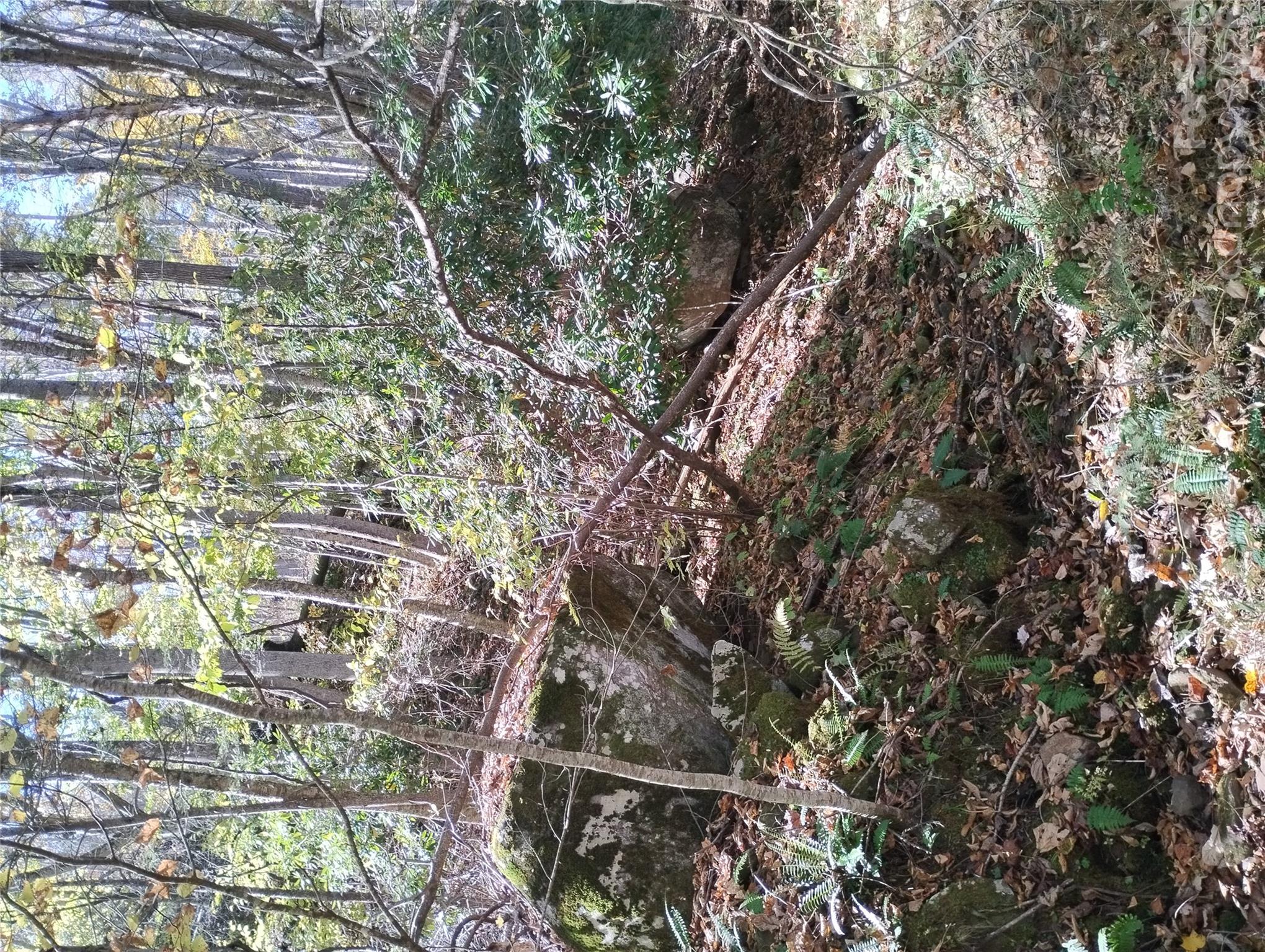 Down trees along side road - 000 Dora Lane, Bakersville
