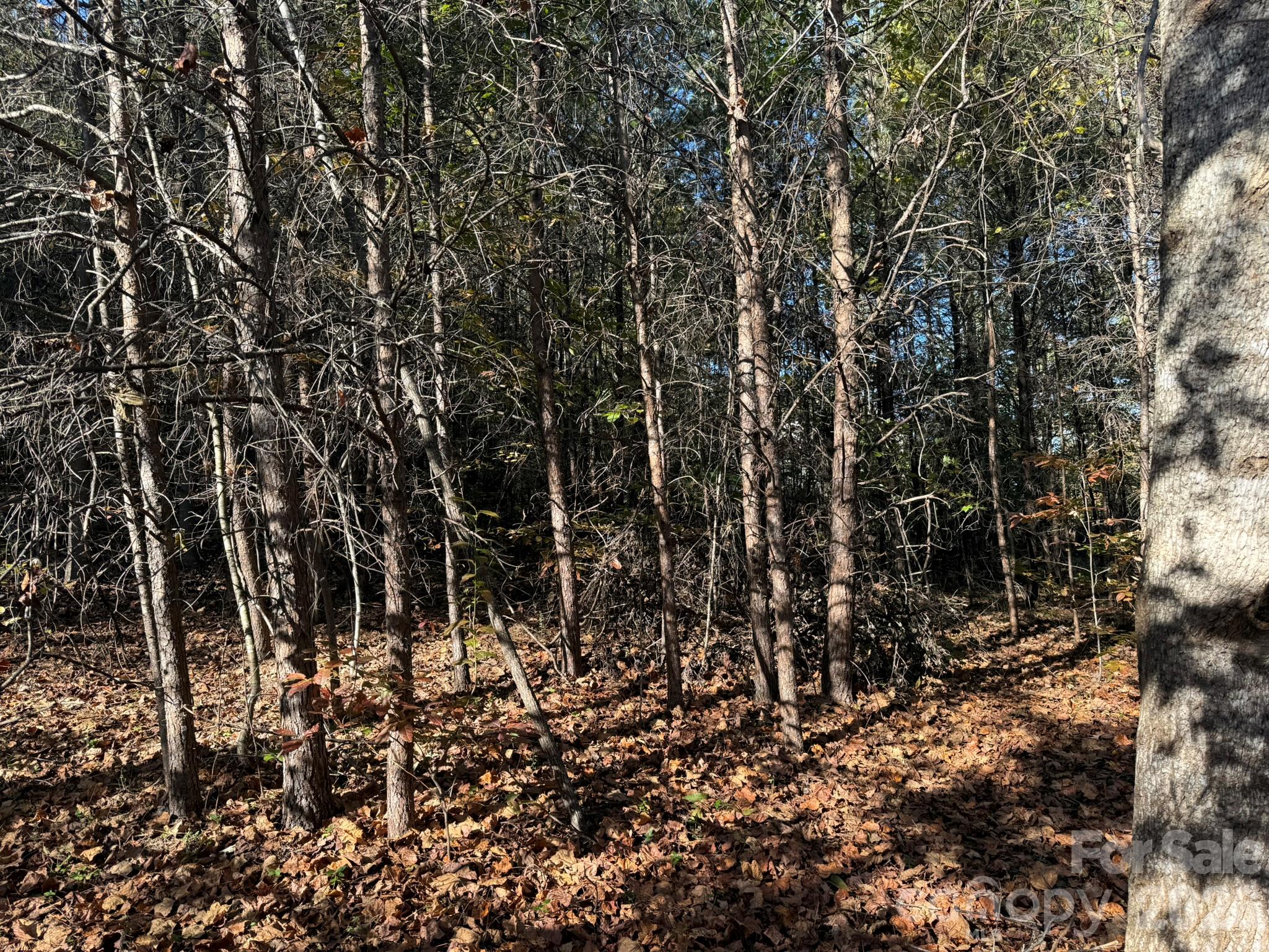 Buffer of pines along the northern property line - V/L Wild Ridges Lane, Marion