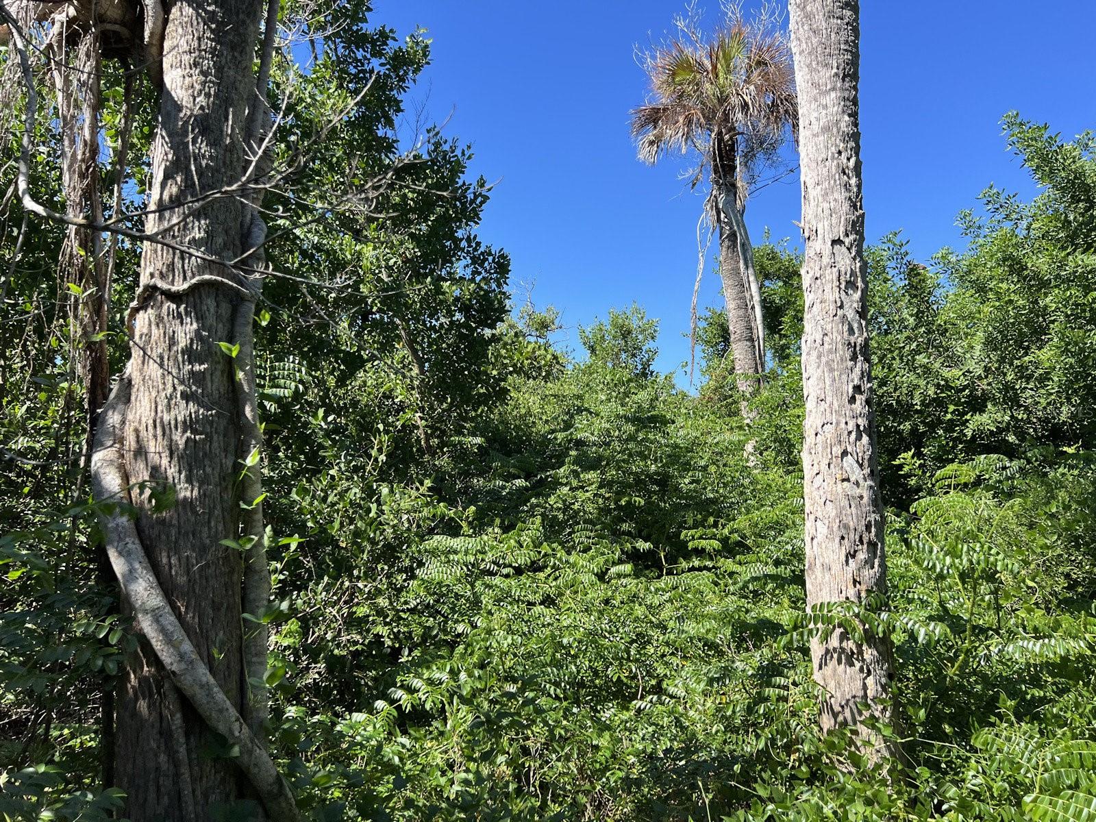 Land at 10048 HEL-LEW CT, PLACIDA, photo 3 of 6