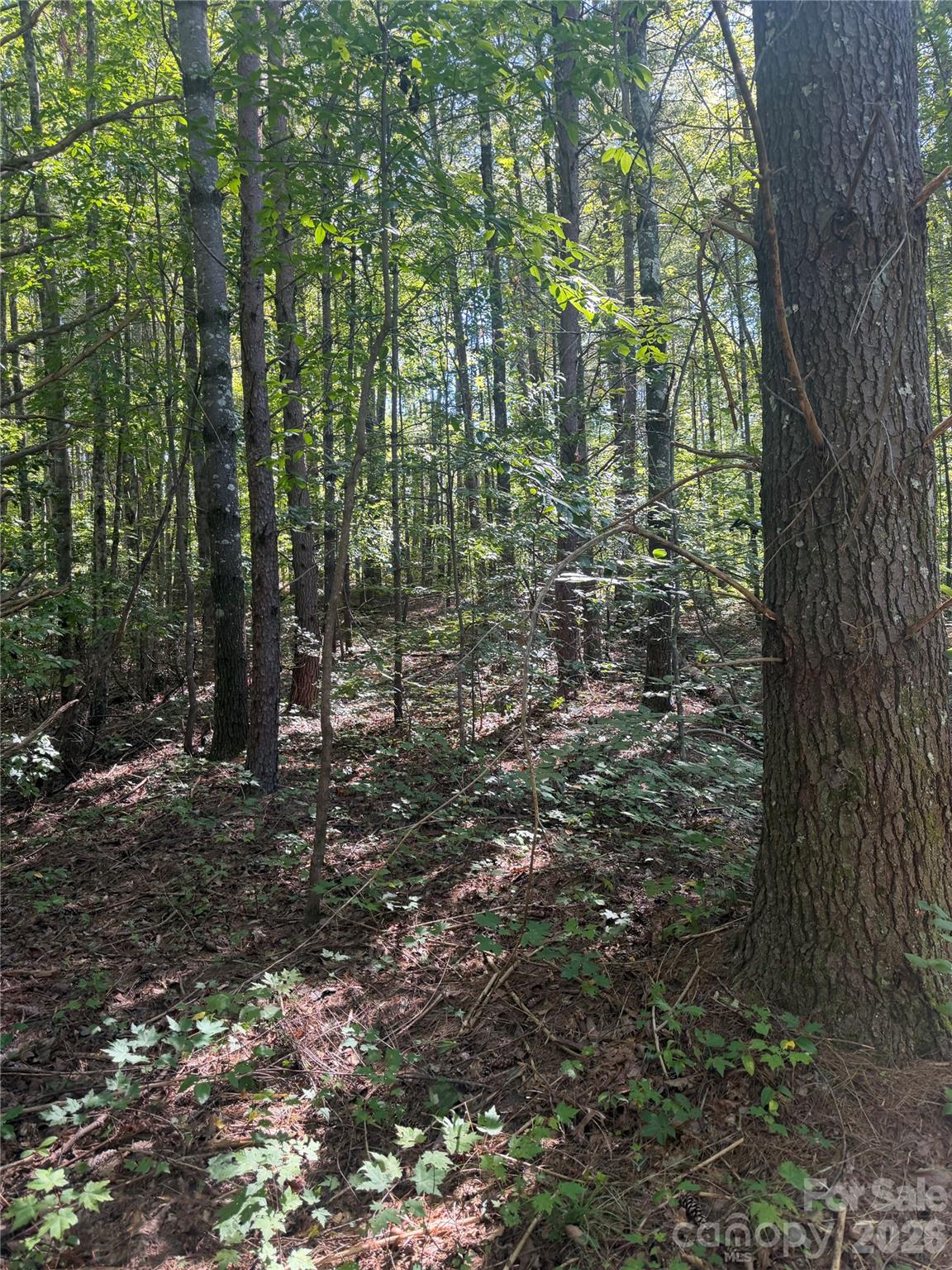 Acreage at 1310 Old Neal Road, Marion, photo 3 of 6