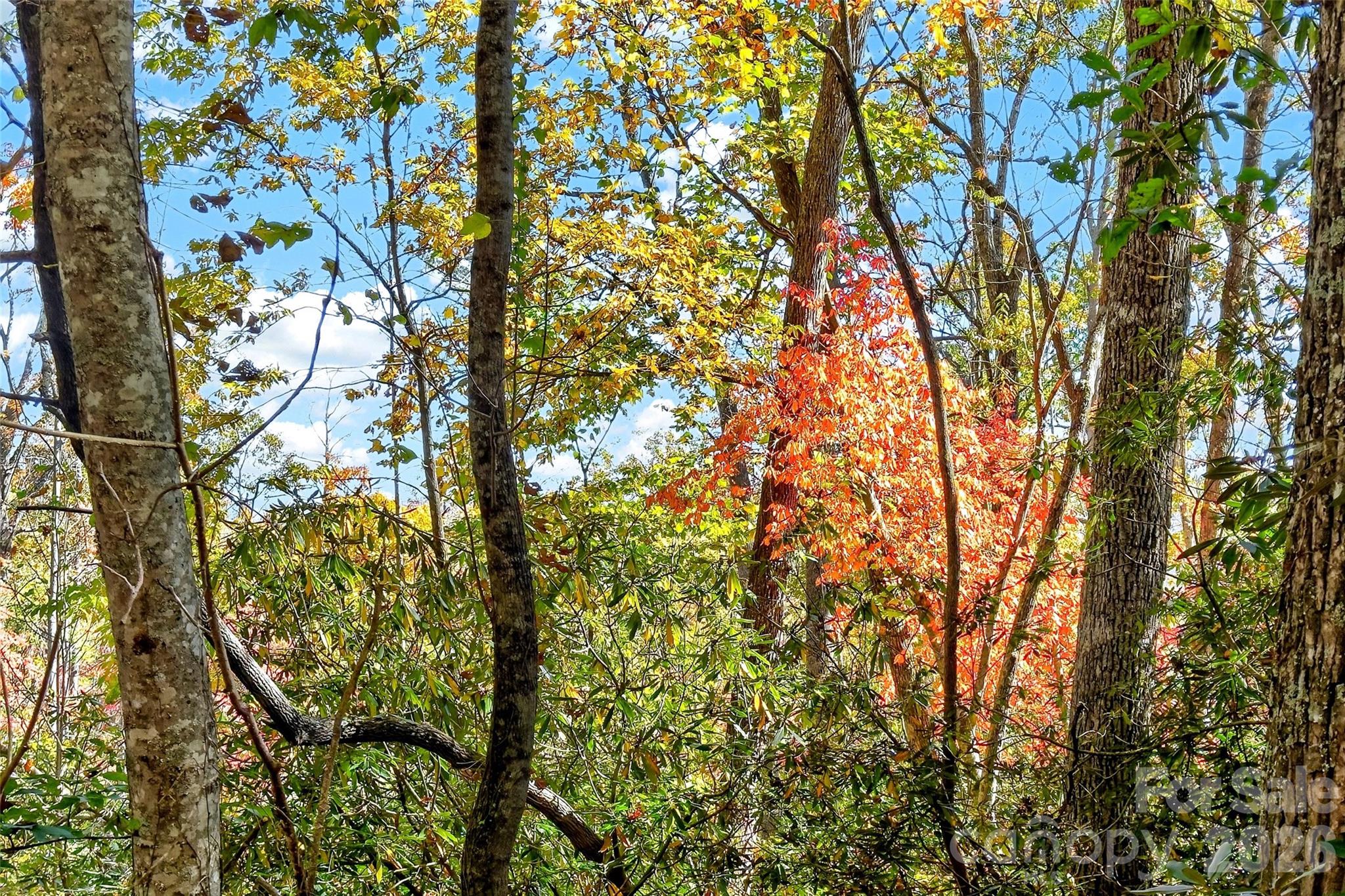 Lot at TBD Swiss Pine Lake Drive, Spruce Pine, photo 22 of 30