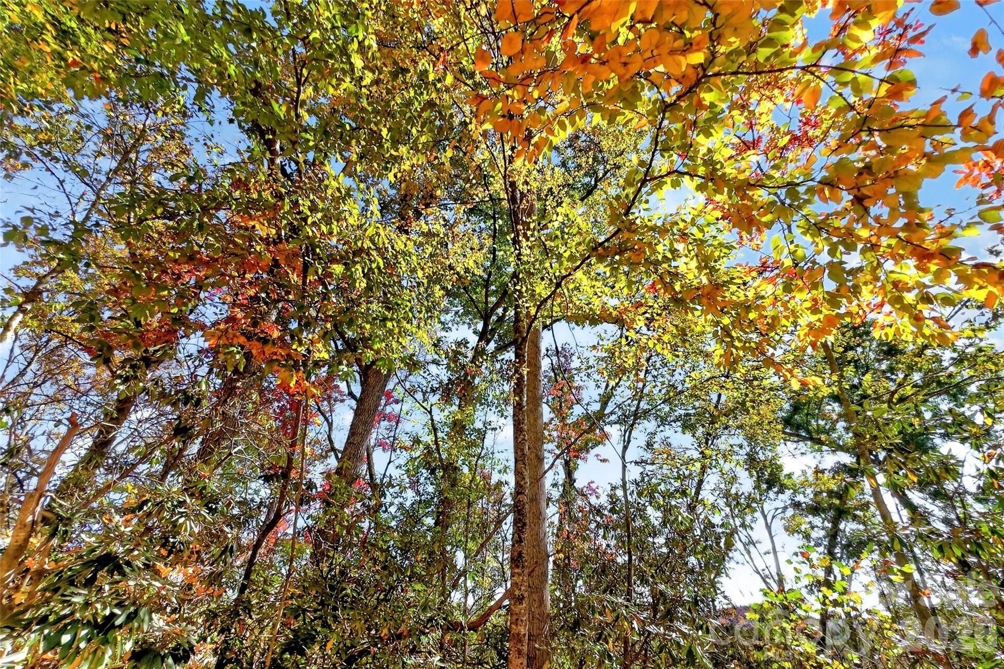 Lot at TBD Swiss Pine Lake Drive, Spruce Pine, photo 23 of 30