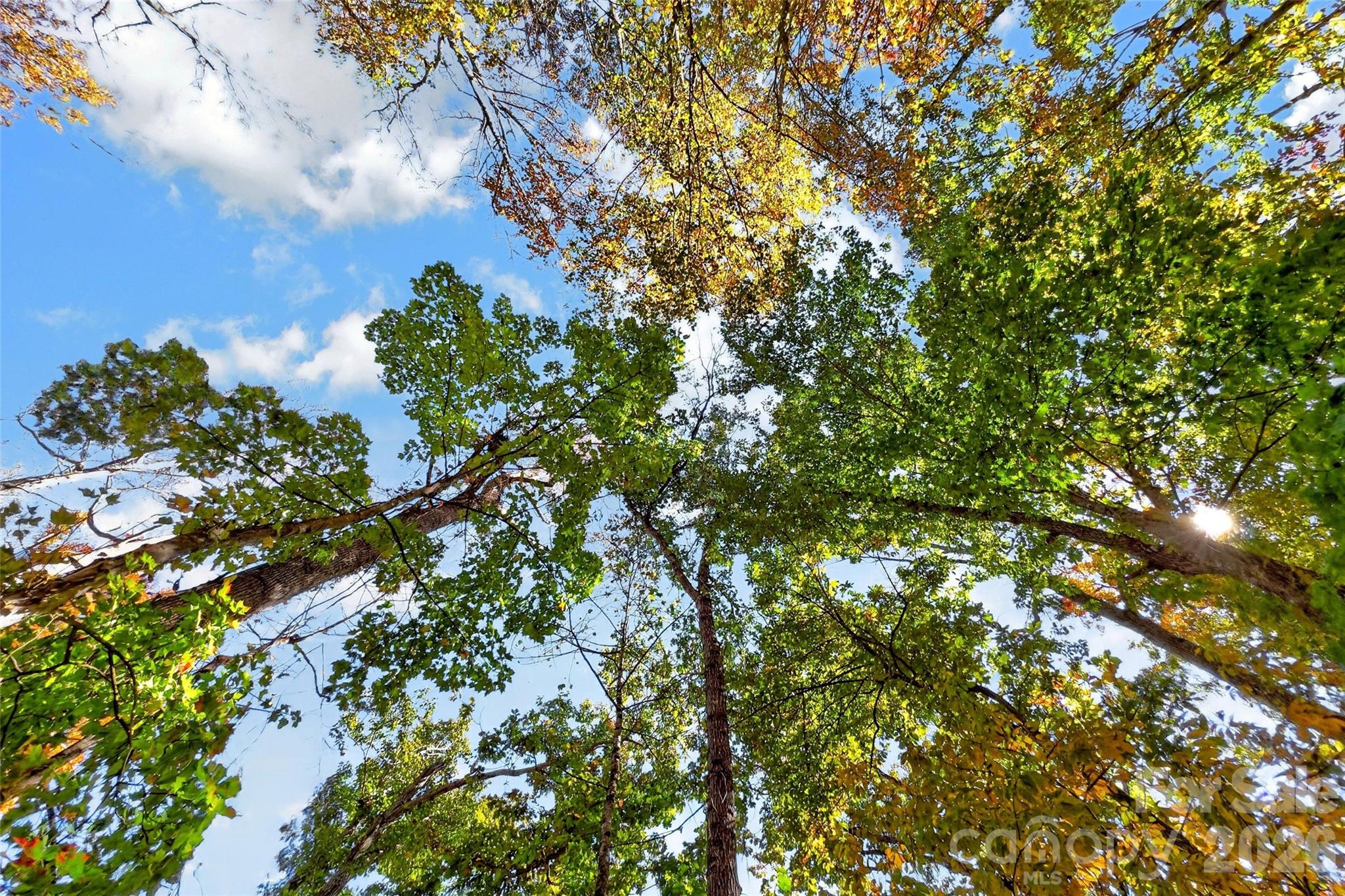 Lot at TBD Swiss Pine Lake Drive, Spruce Pine, photo 24 of 30