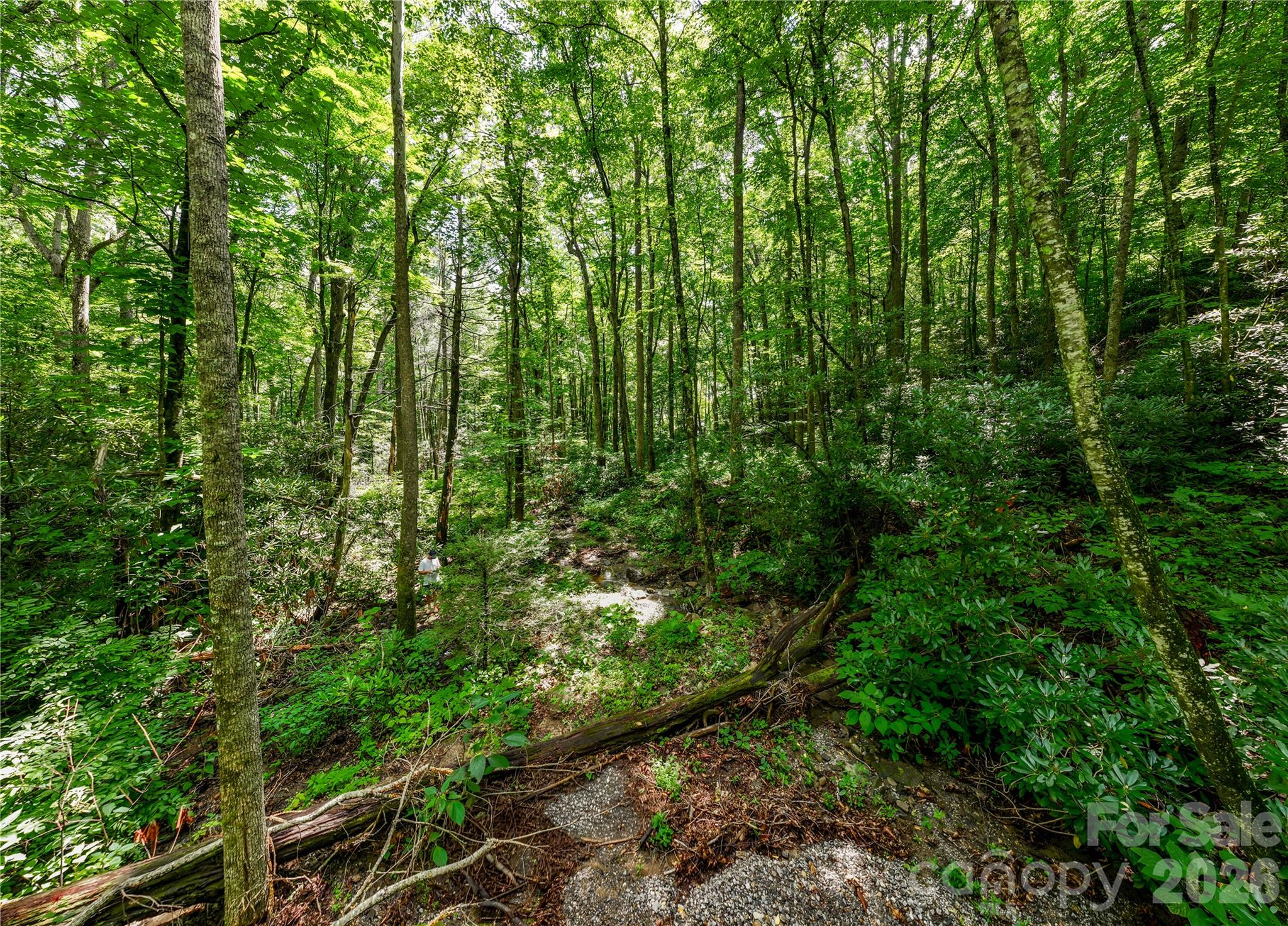 As you can see, this is the photo used to place the VIRTUAL house on the lot and is also marked on the lot itself with yellow ribbons on the trees/ground. Note the log in the lower part of the frame and then look at the same log on the virtual rendition. - 6 Great Aspen Way, Black Mountain