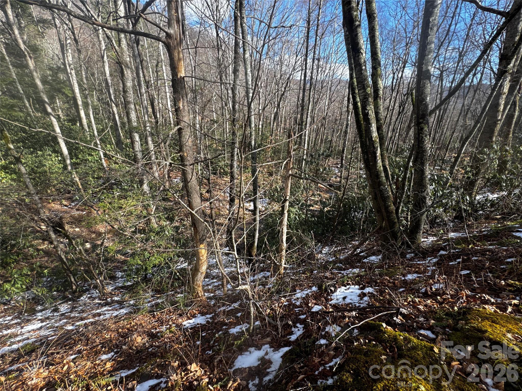 This POV is from Great Aspen Way and looks across the drainage/stream bed toward where the house would likely sit, to the right side of the frame and below Great Aspen Way. - 6 Great Aspen Way, Black Mountain