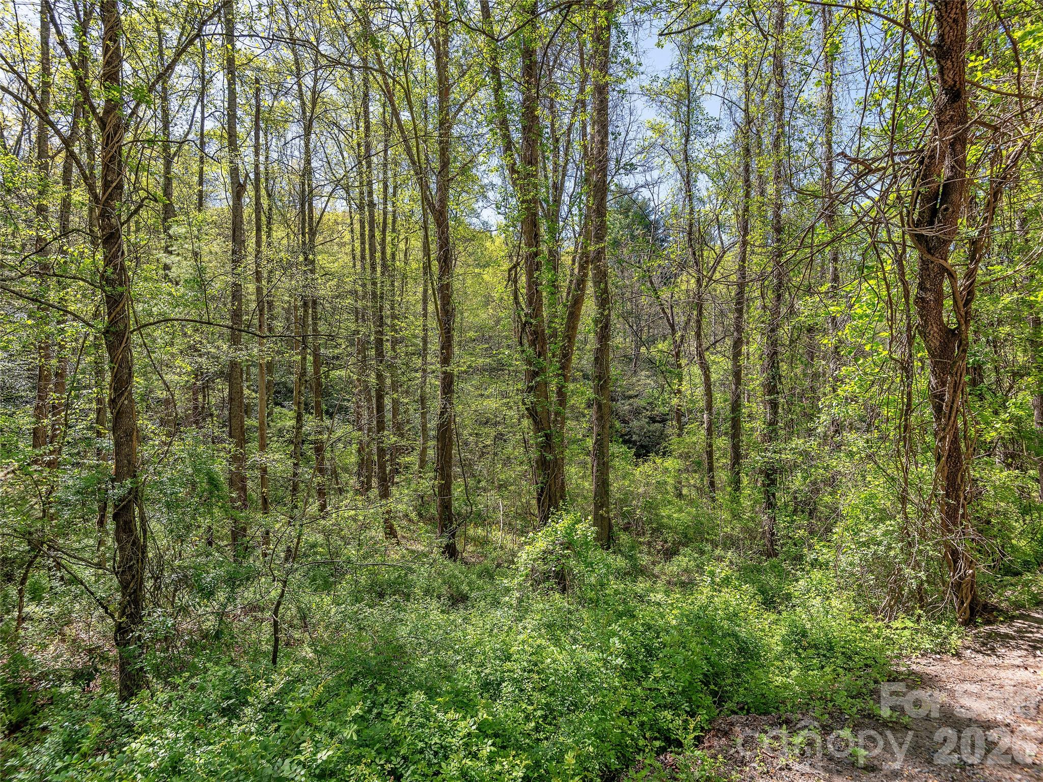 Acreage at 99999 Bob Barnwell Road, Asheville, photo 4 of 21