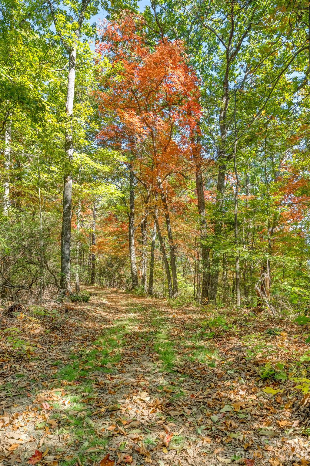 Acreage at 100 White Rock Branch Road, Candler, photo 7 of 20