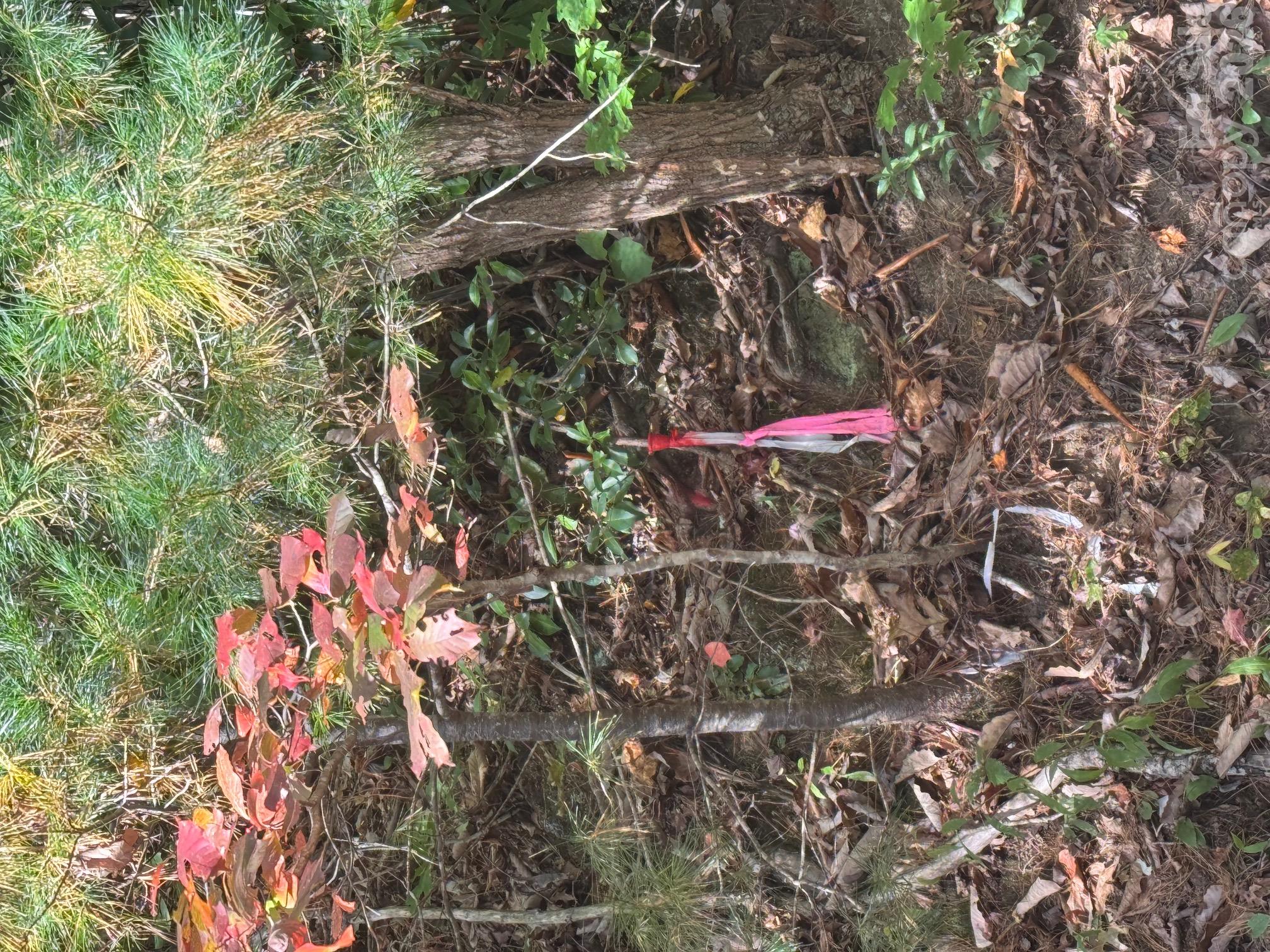 Lot at 37 Timucua Trail, Waynesville, photo 7 of 9