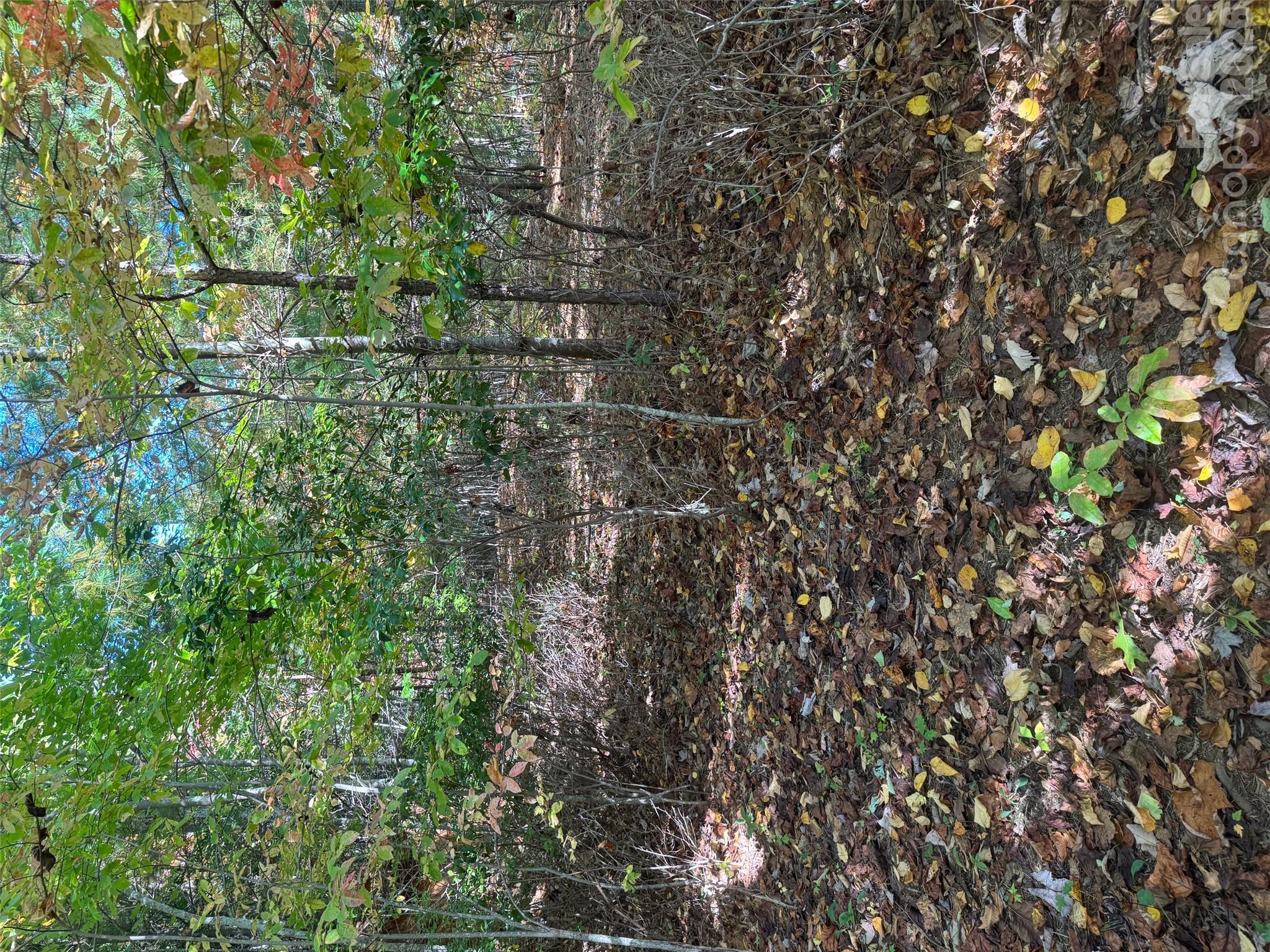 Lot at 37 Timucua Trail, Waynesville, photo 9 of 9