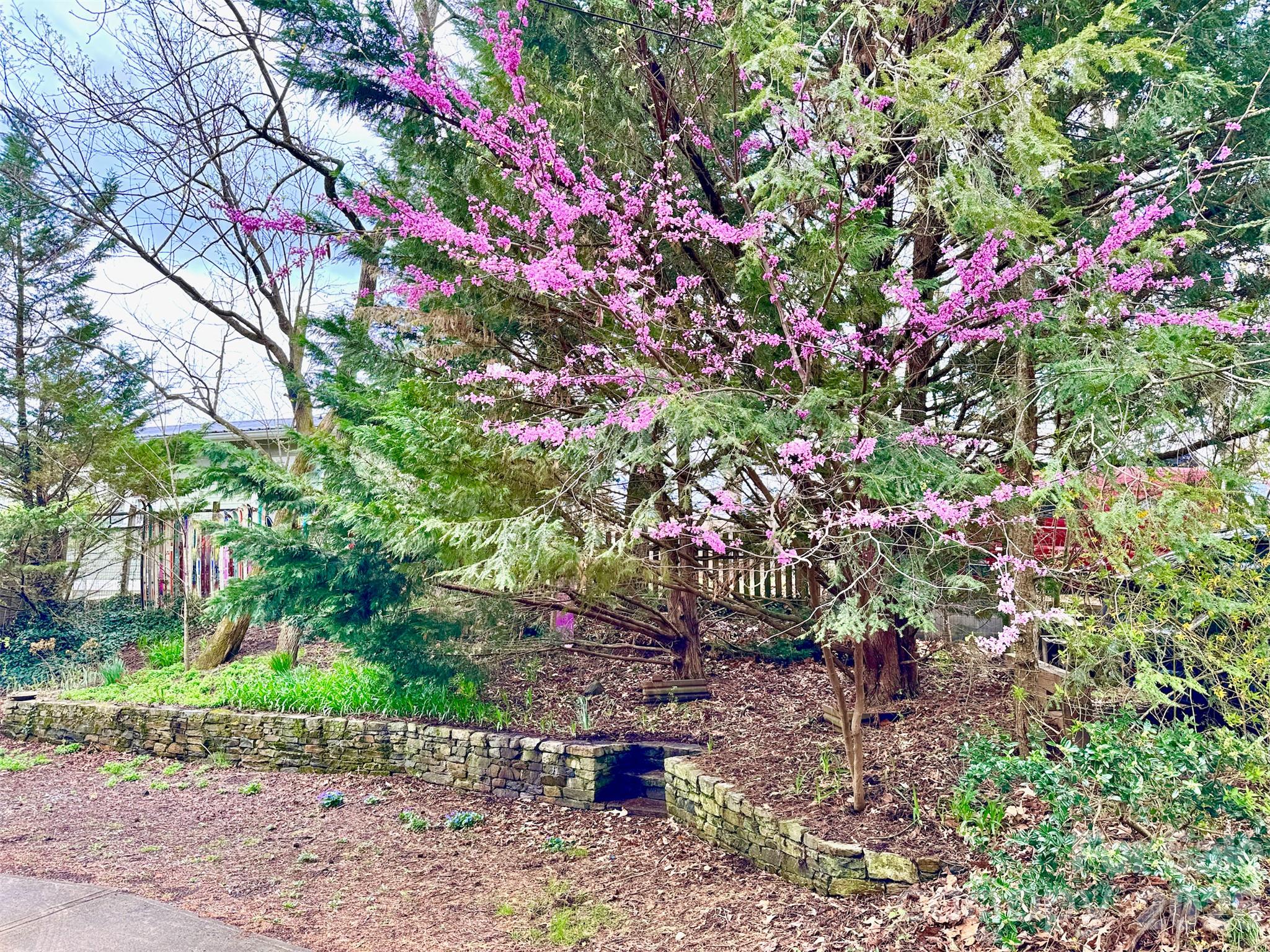 Beautiful blooming trees by extra parking - 297 Hillside Street, Asheville