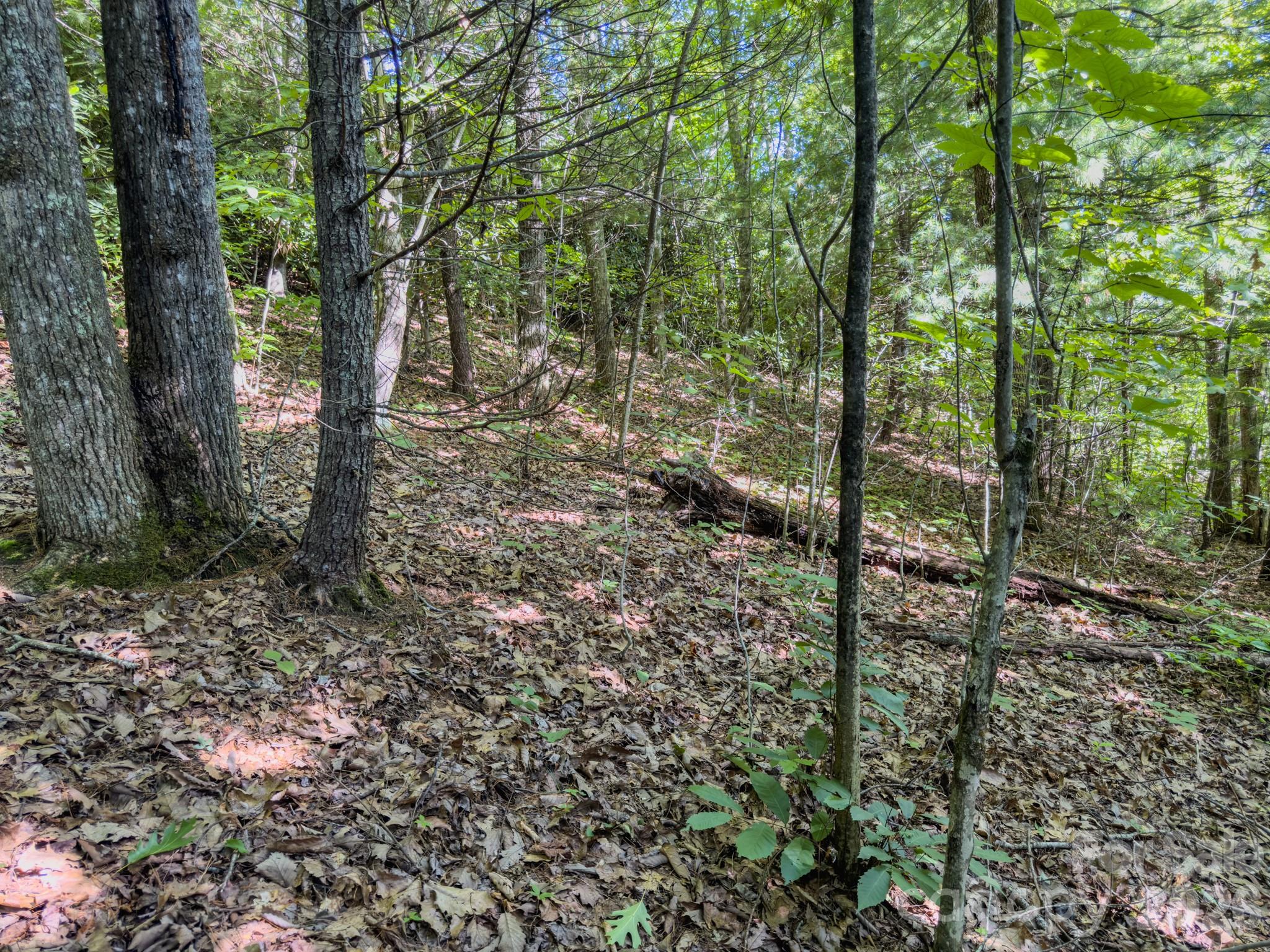 Open area within the lot - 59 Old Greybeard Loop, Black Mountain