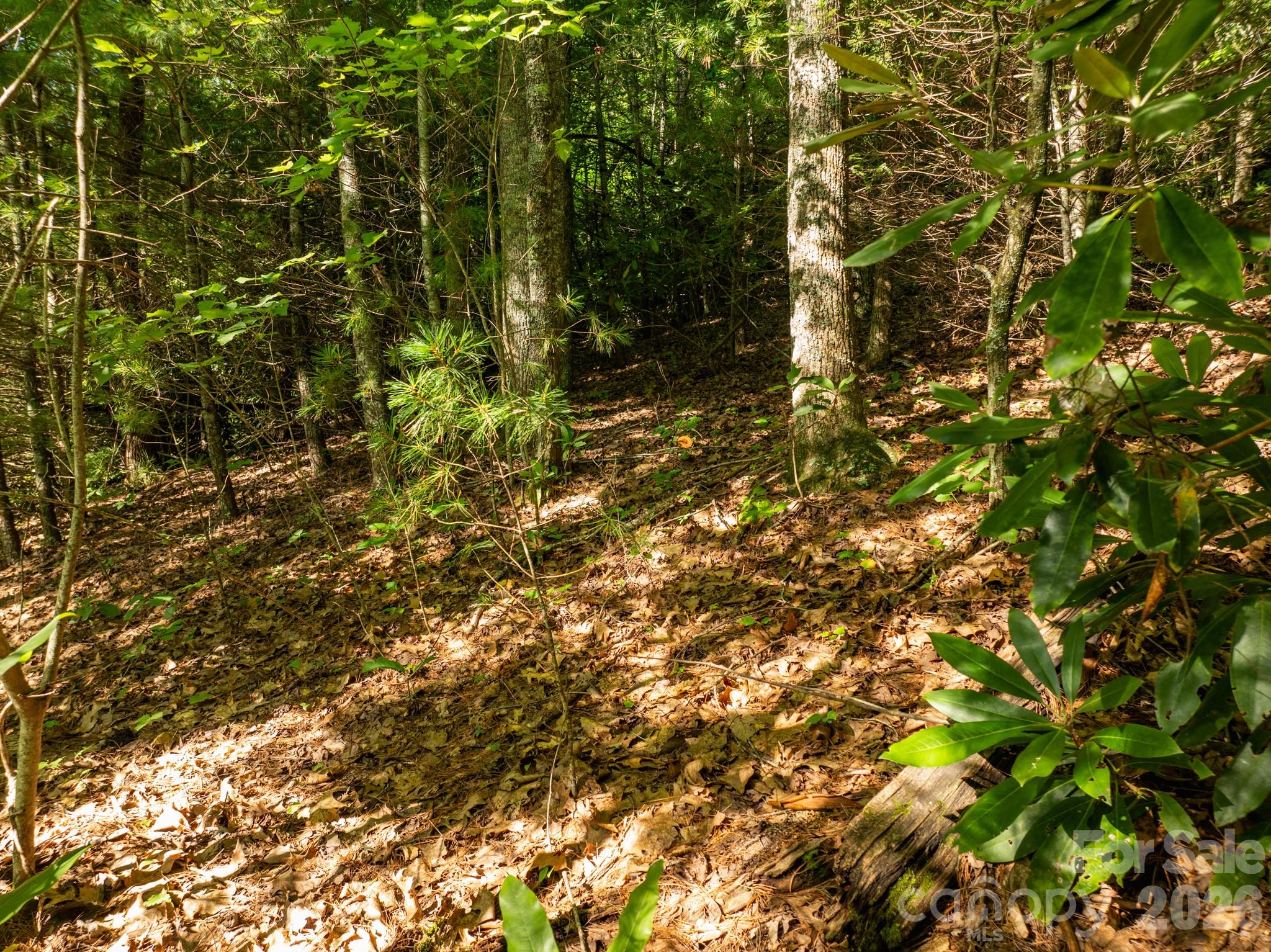 Open area within the lot - 59 Old Greybeard Loop, Black Mountain