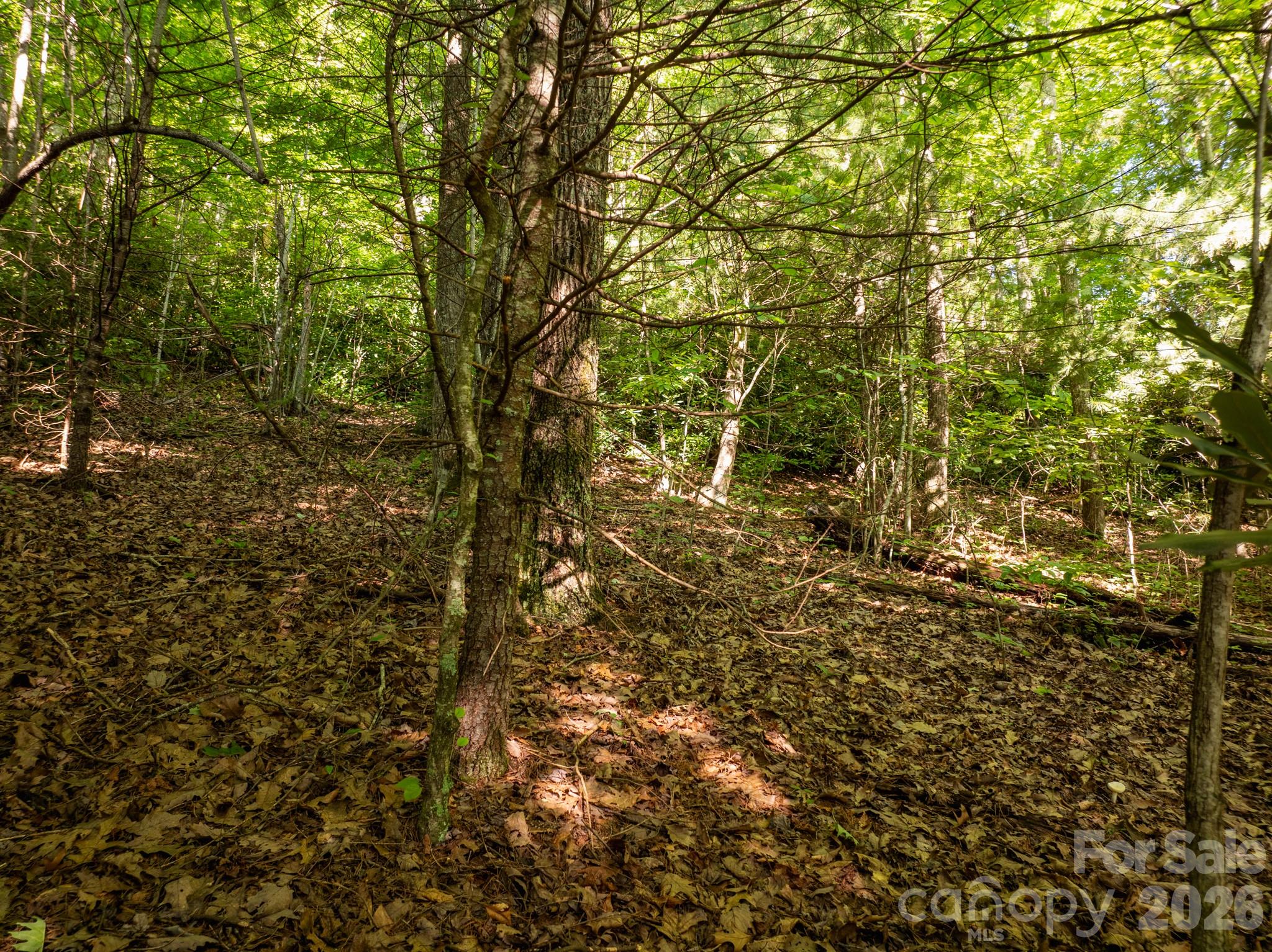 Open area within the lot - 59 Old Greybeard Loop, Black Mountain