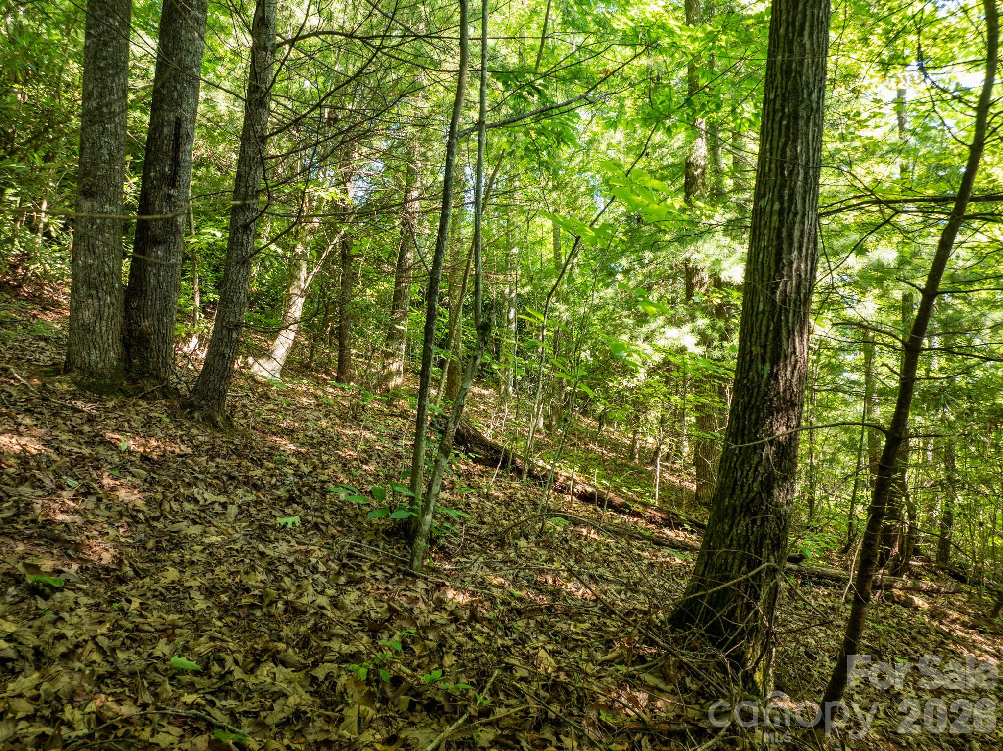 Open area within the lot - 59 Old Greybeard Loop, Black Mountain