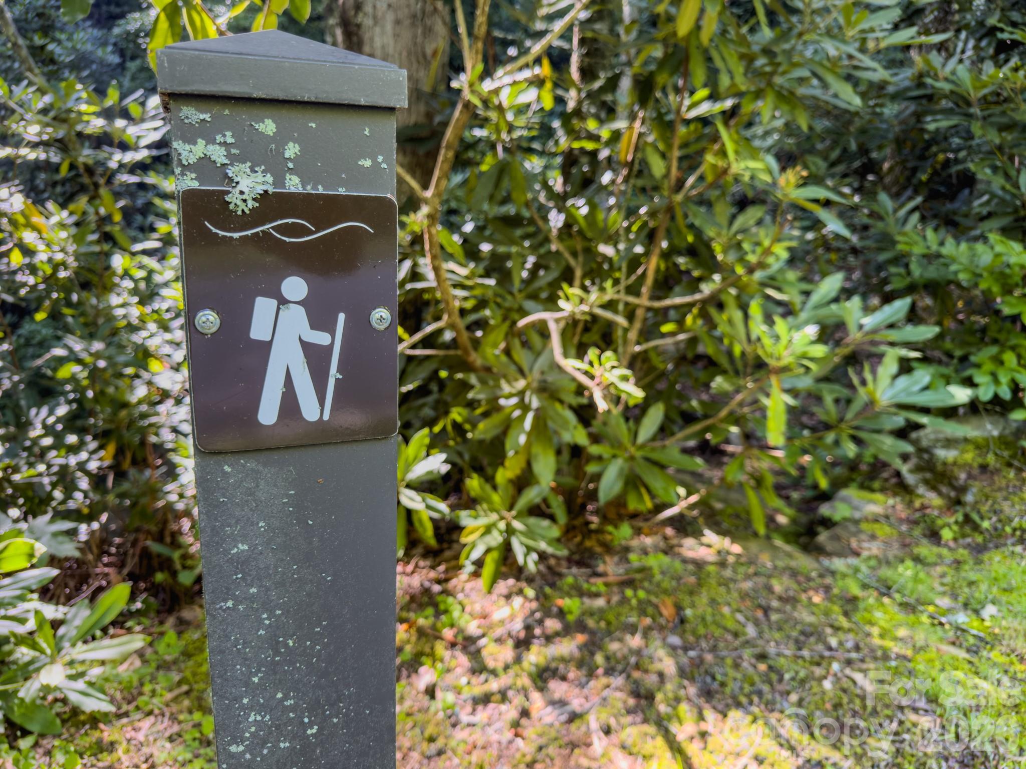 The start of one of the walking trails - 59 Old Greybeard Loop, Black Mountain